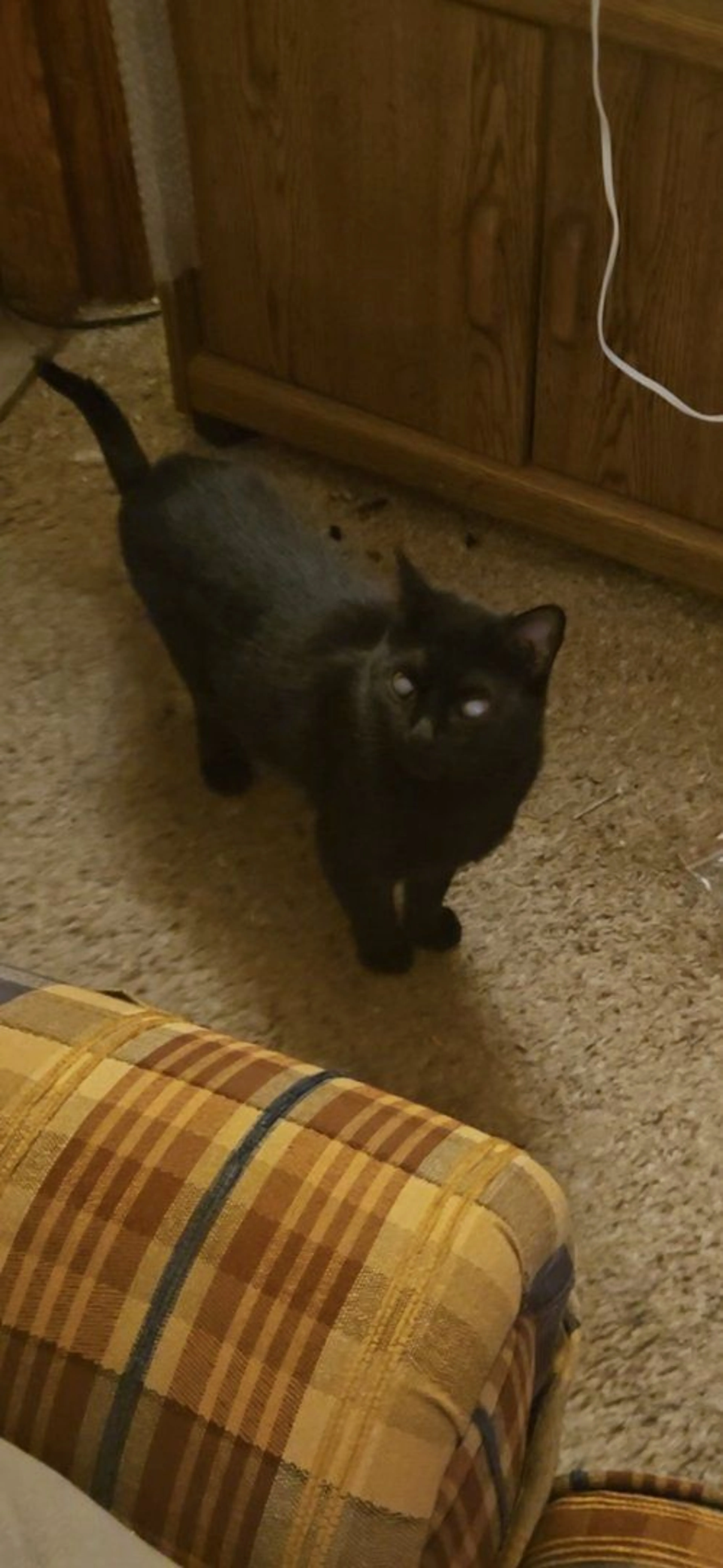 Lost pet-3