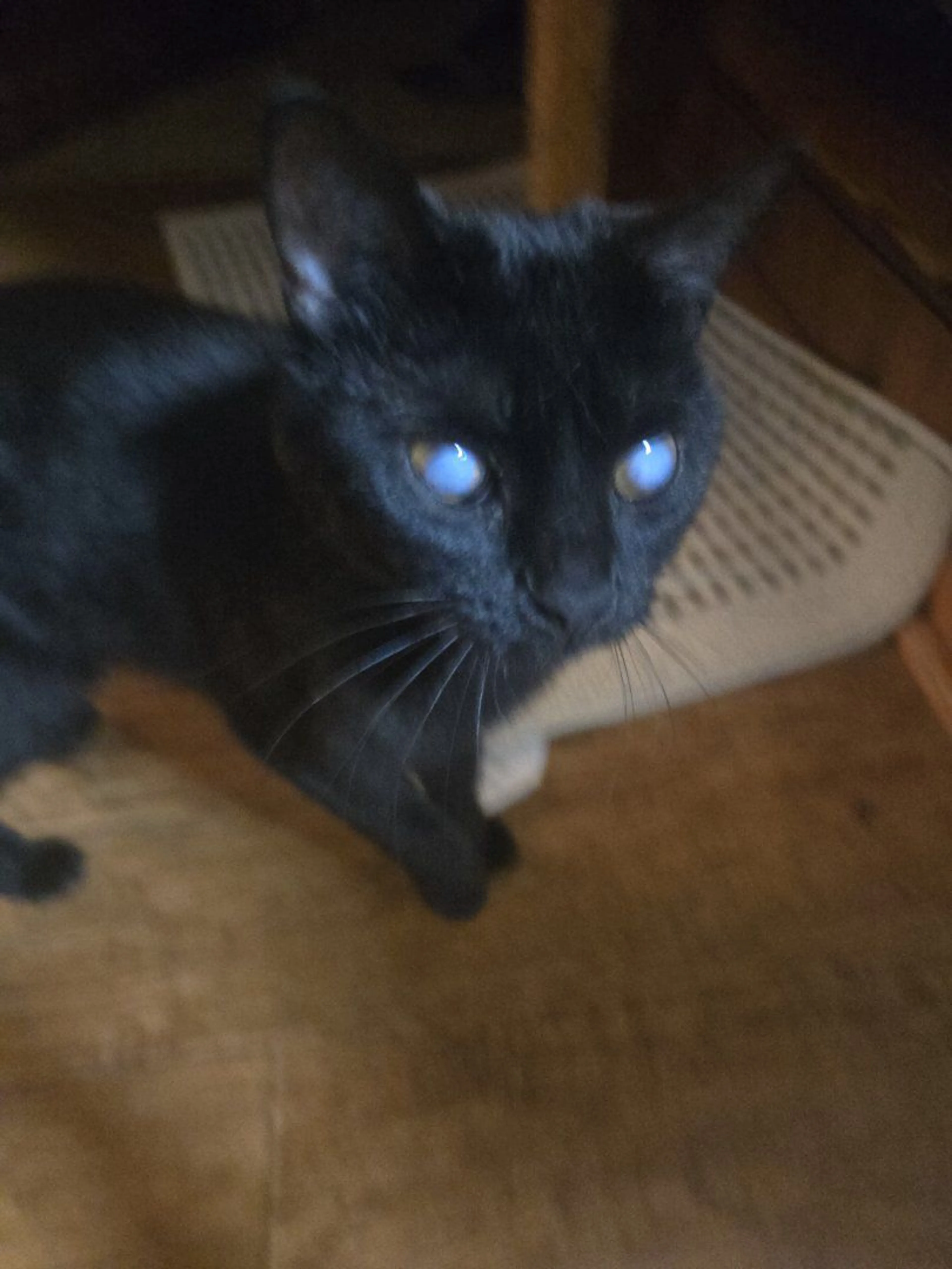 Lost pet-2