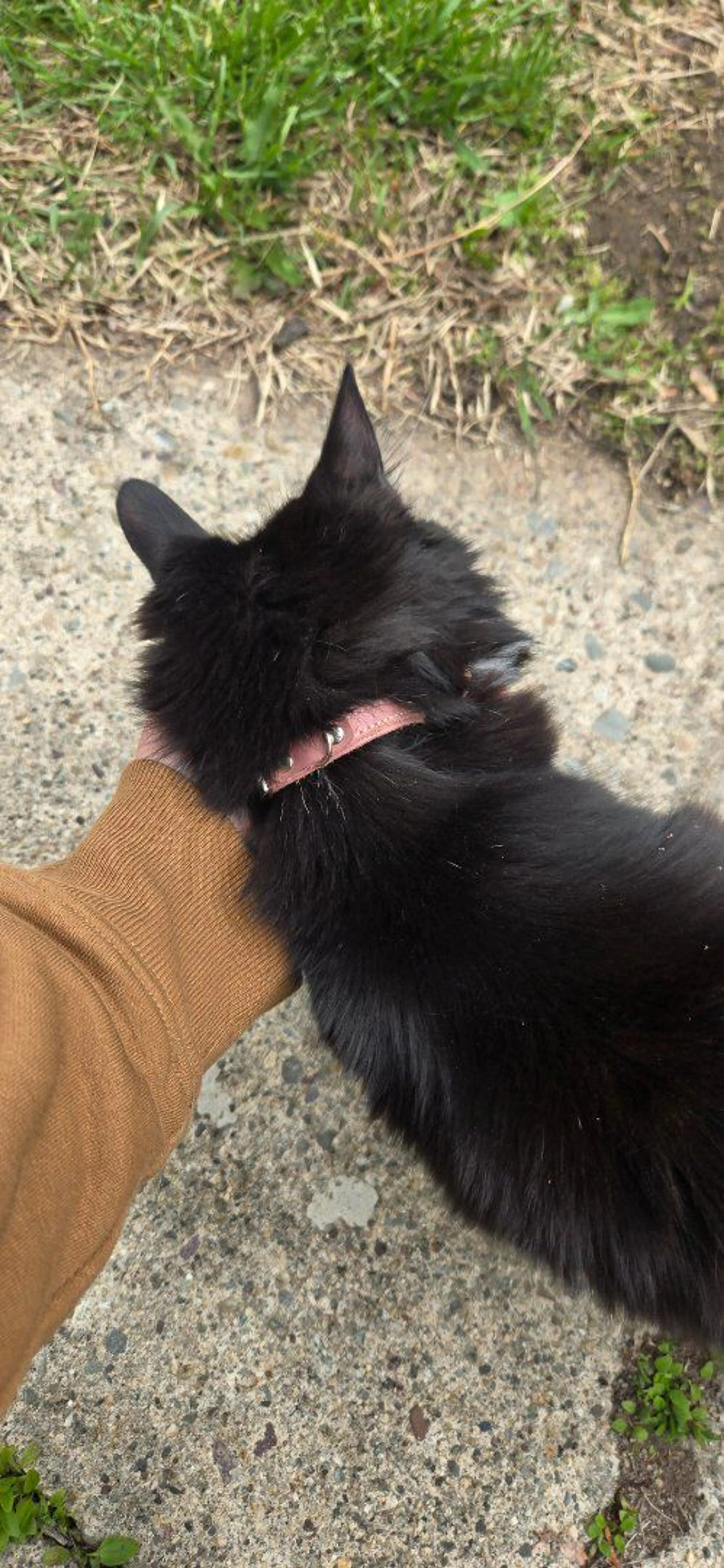 Lost pet-1