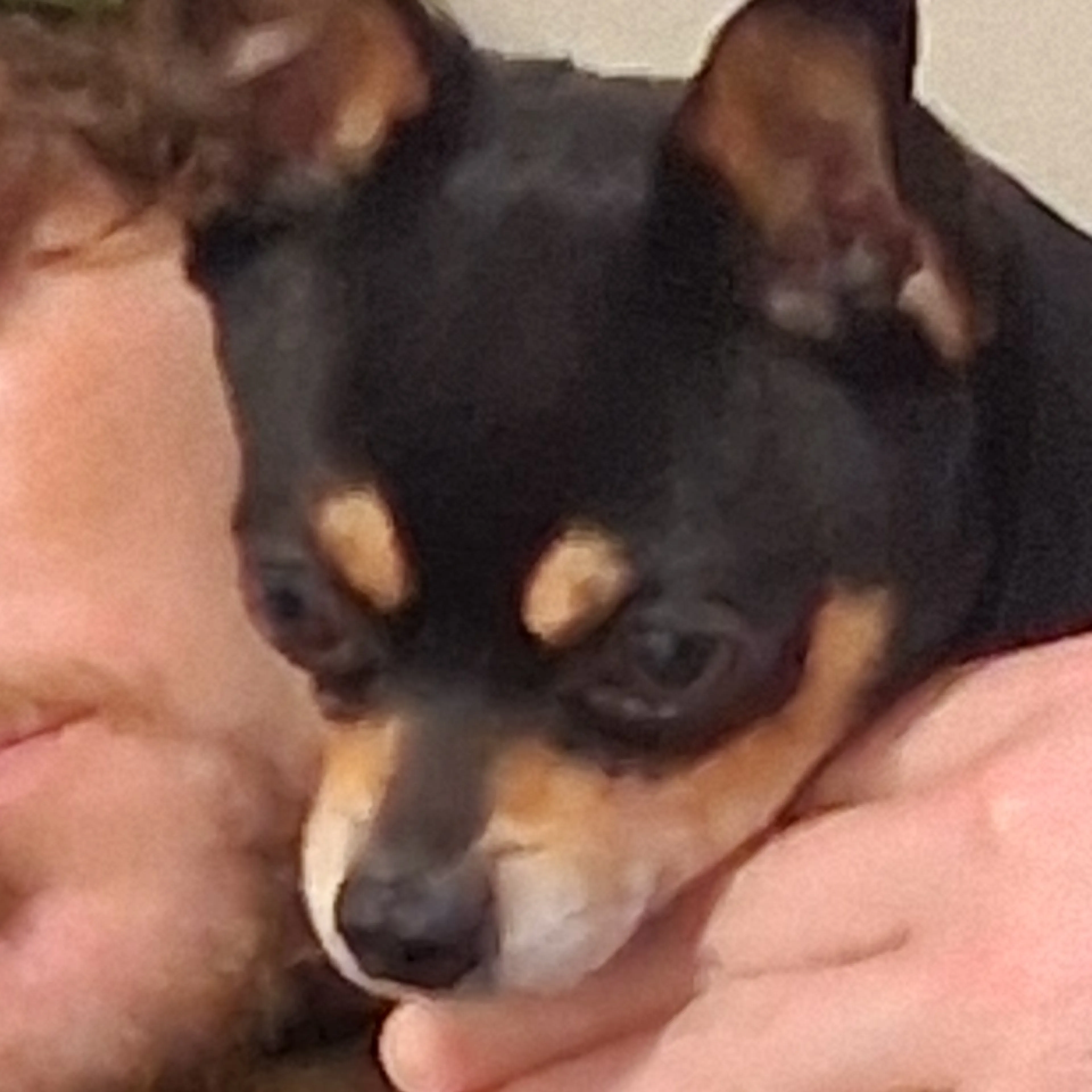 Lost pet-3