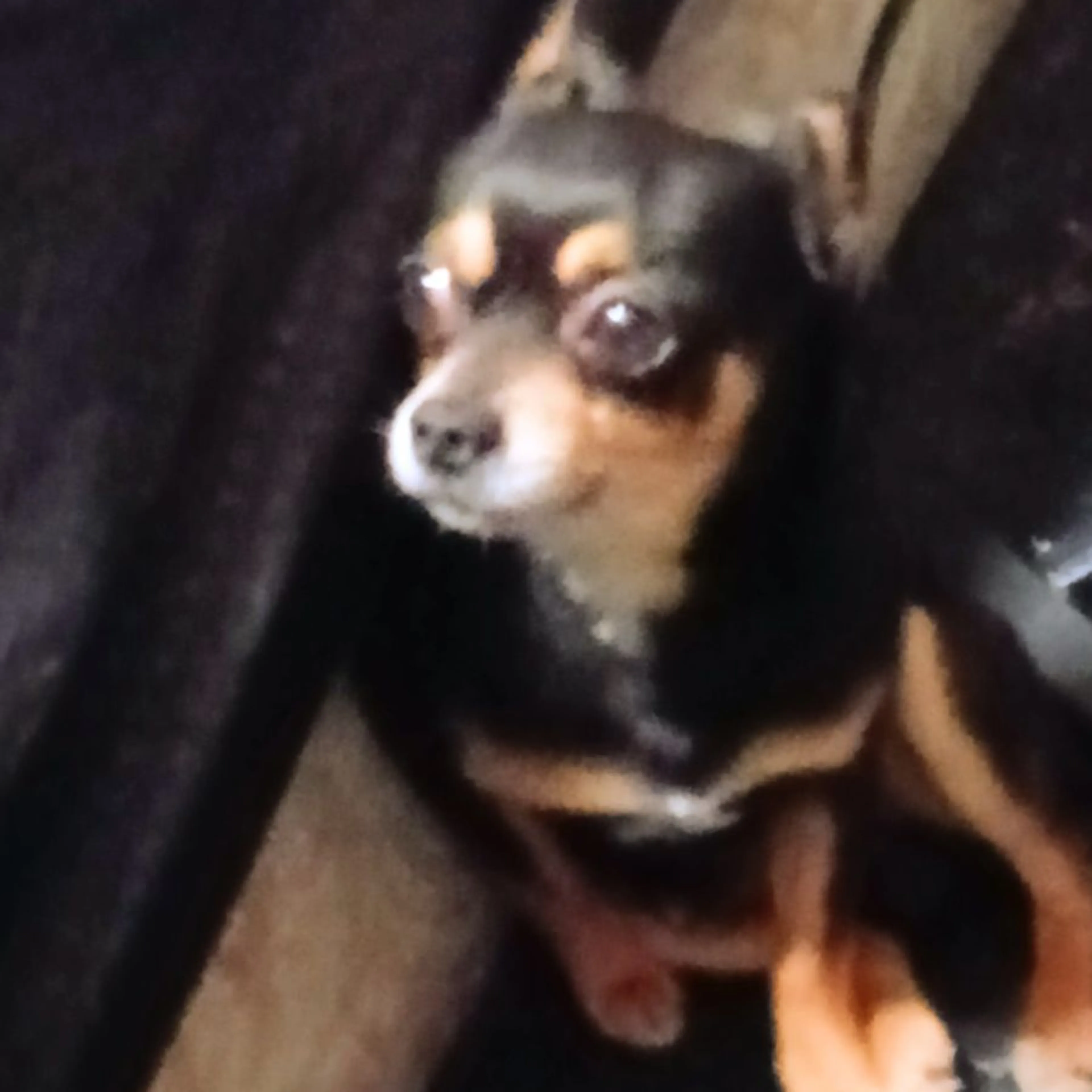 Lost pet-0