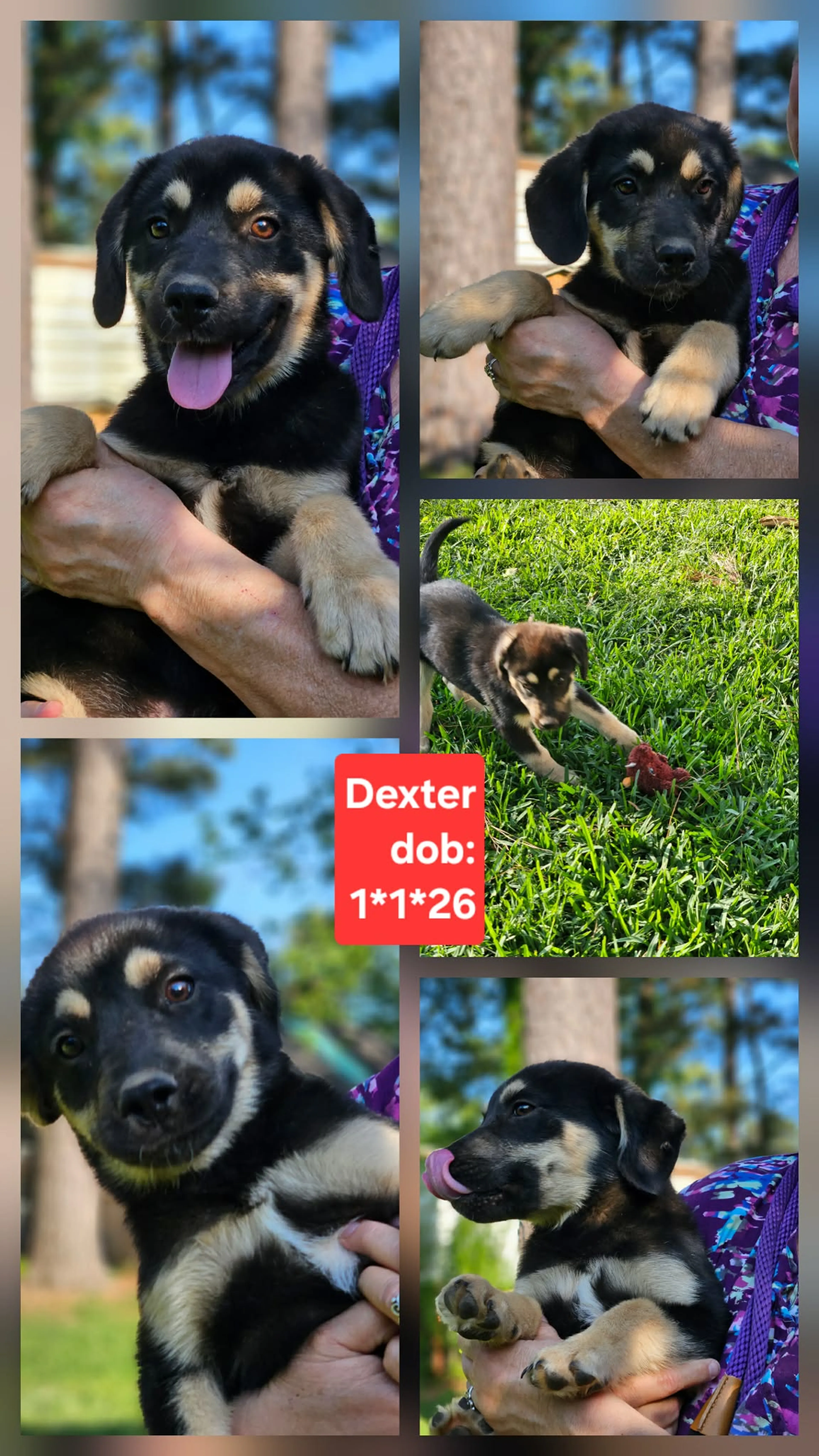 Found pet-1