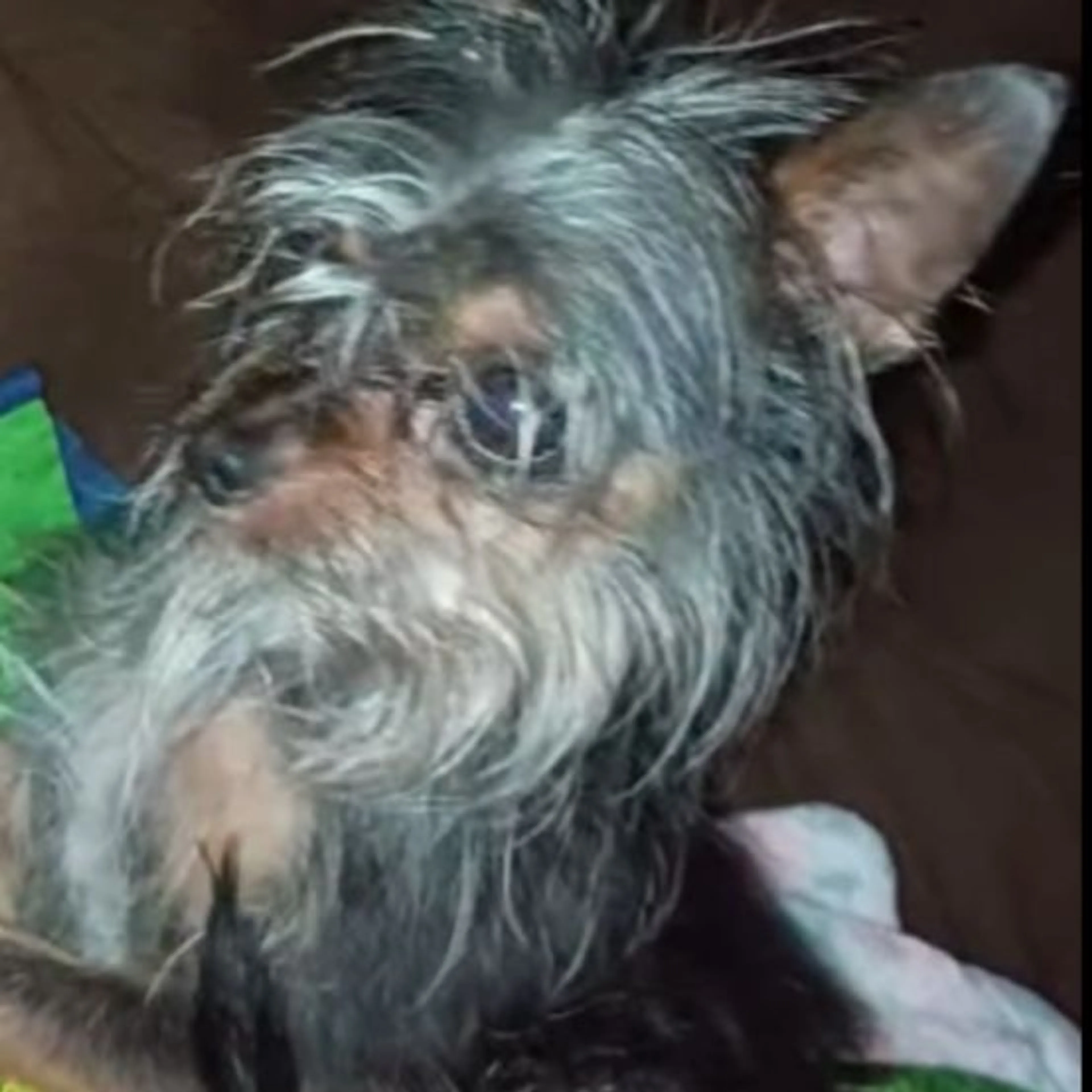 Lost pet