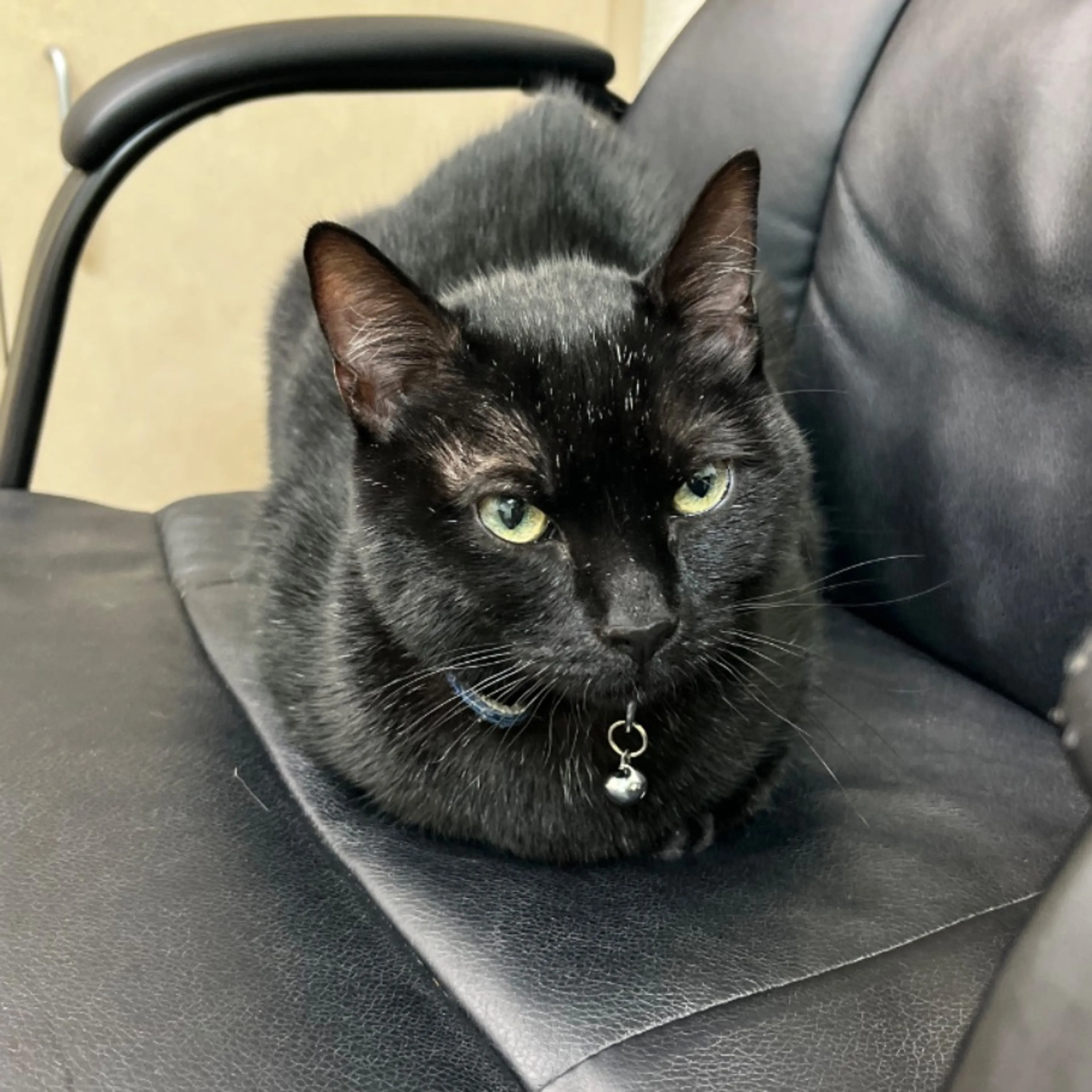 Lost pet