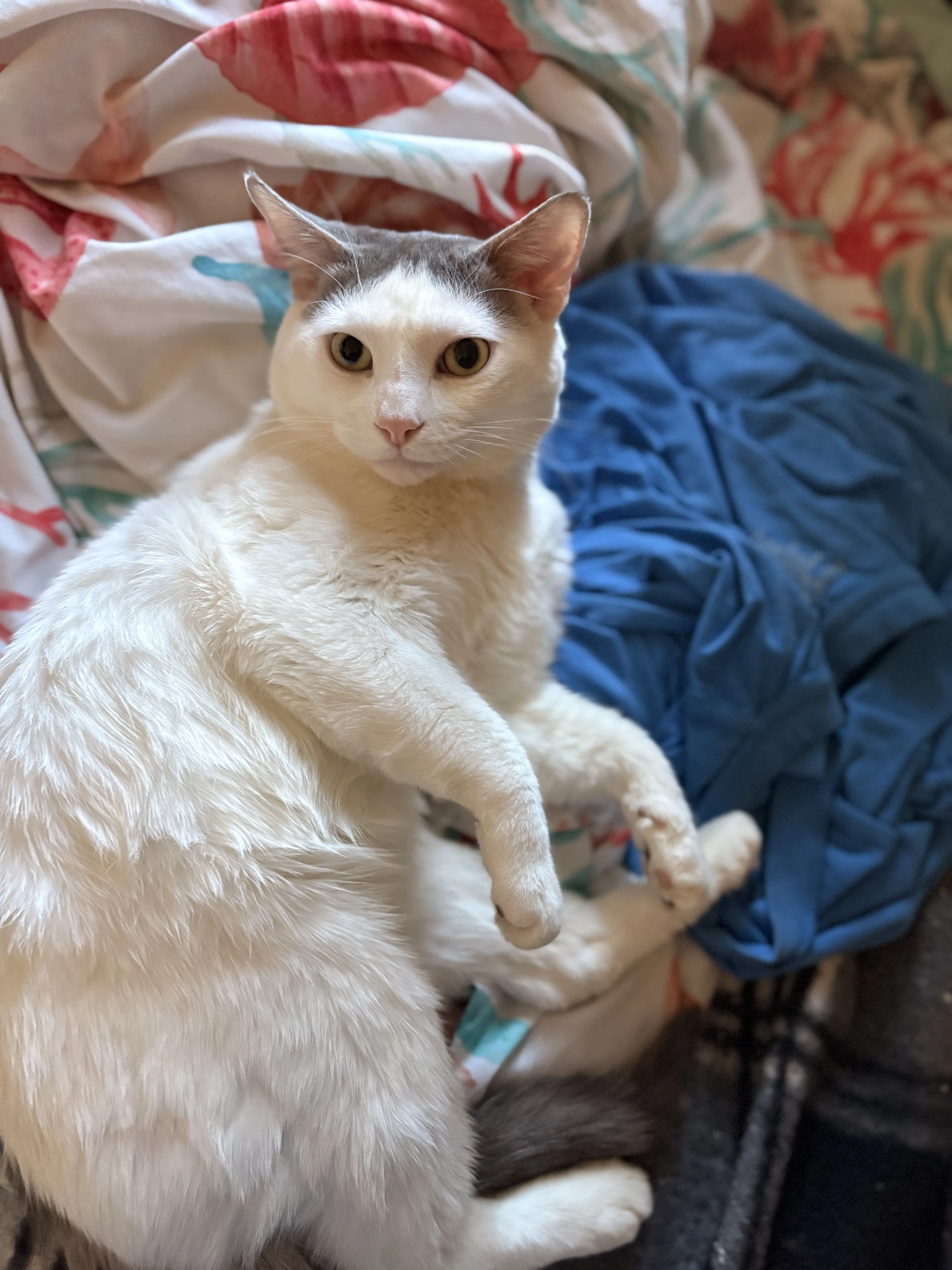 Lost pet