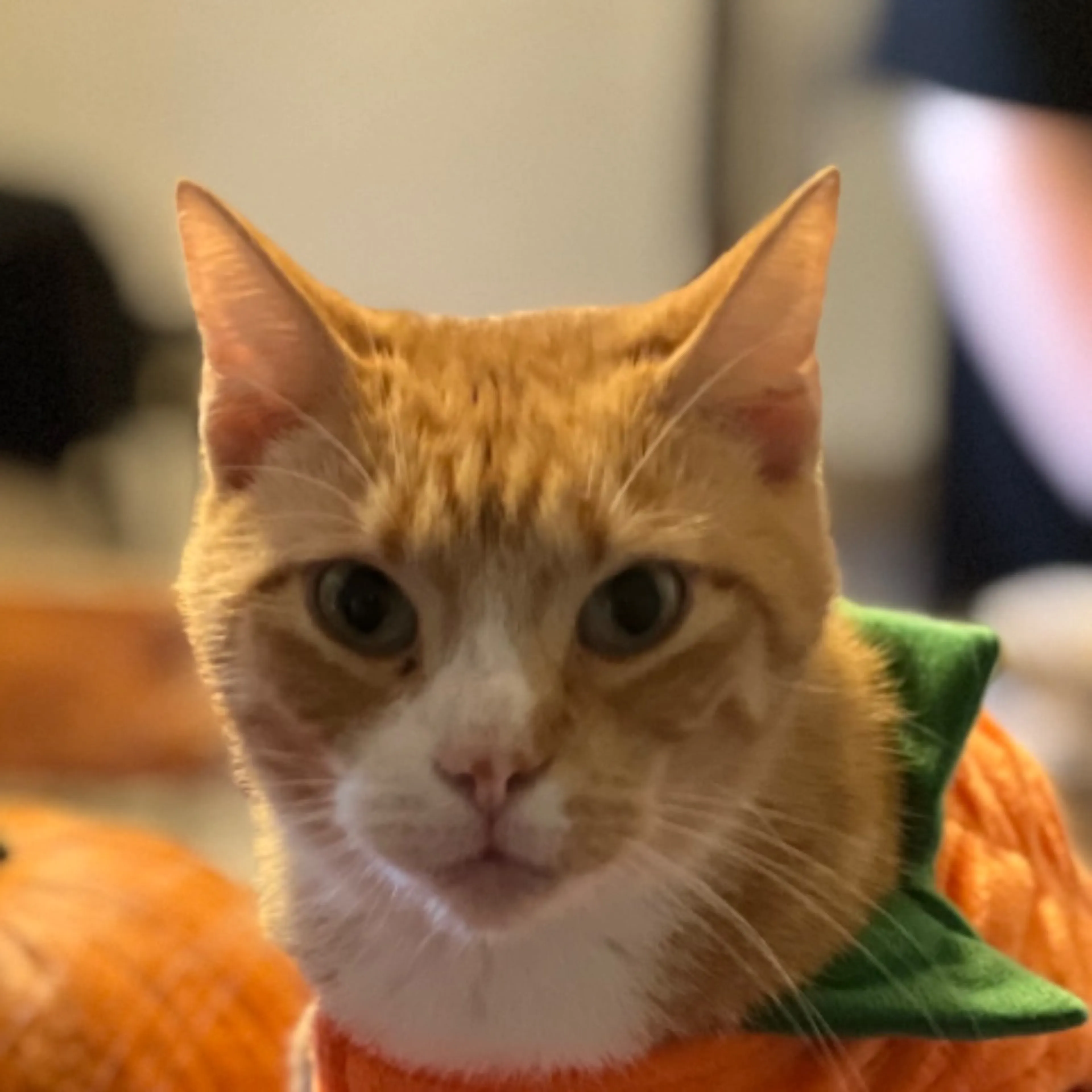 Lost pet