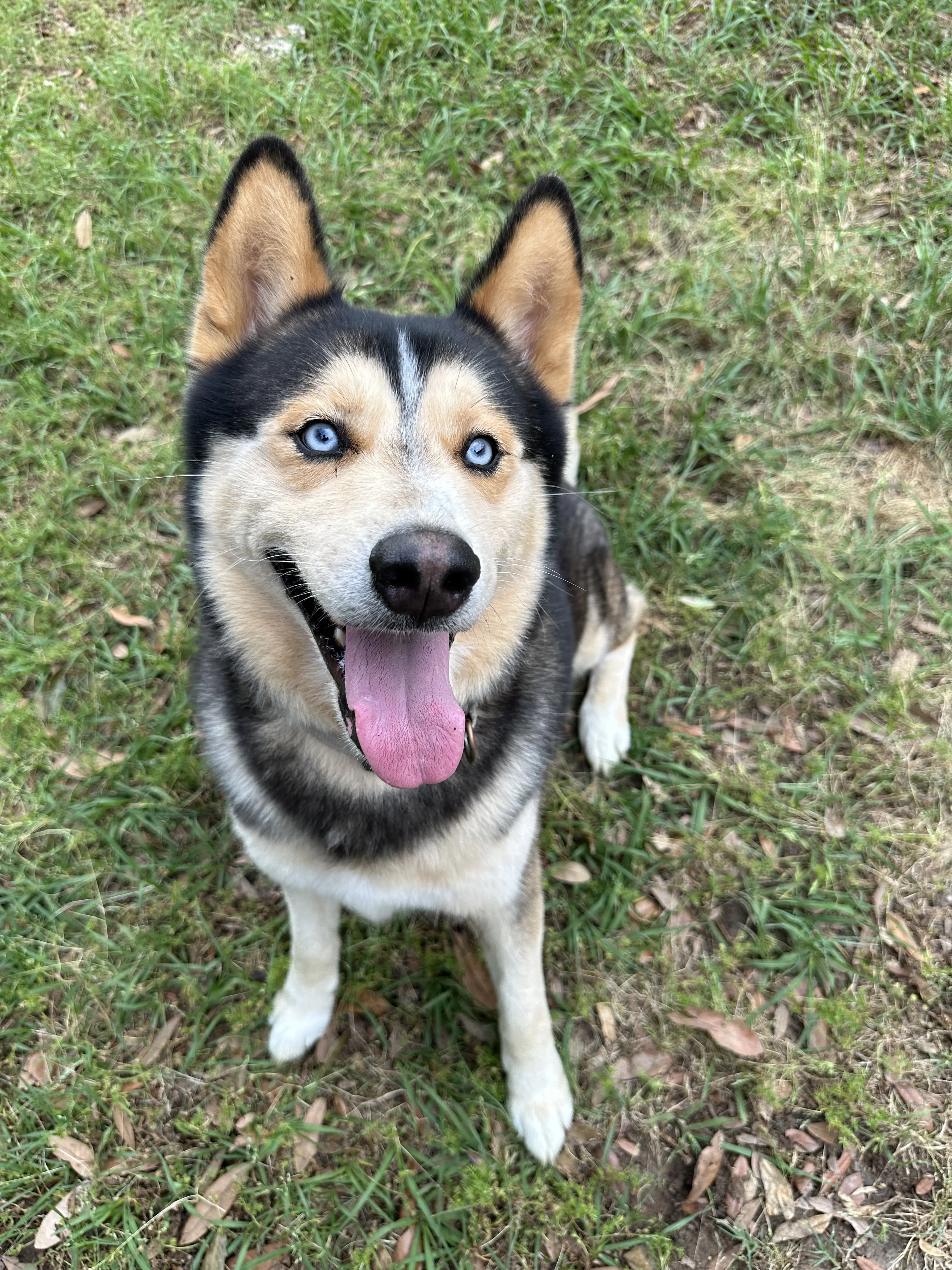 Lost pet