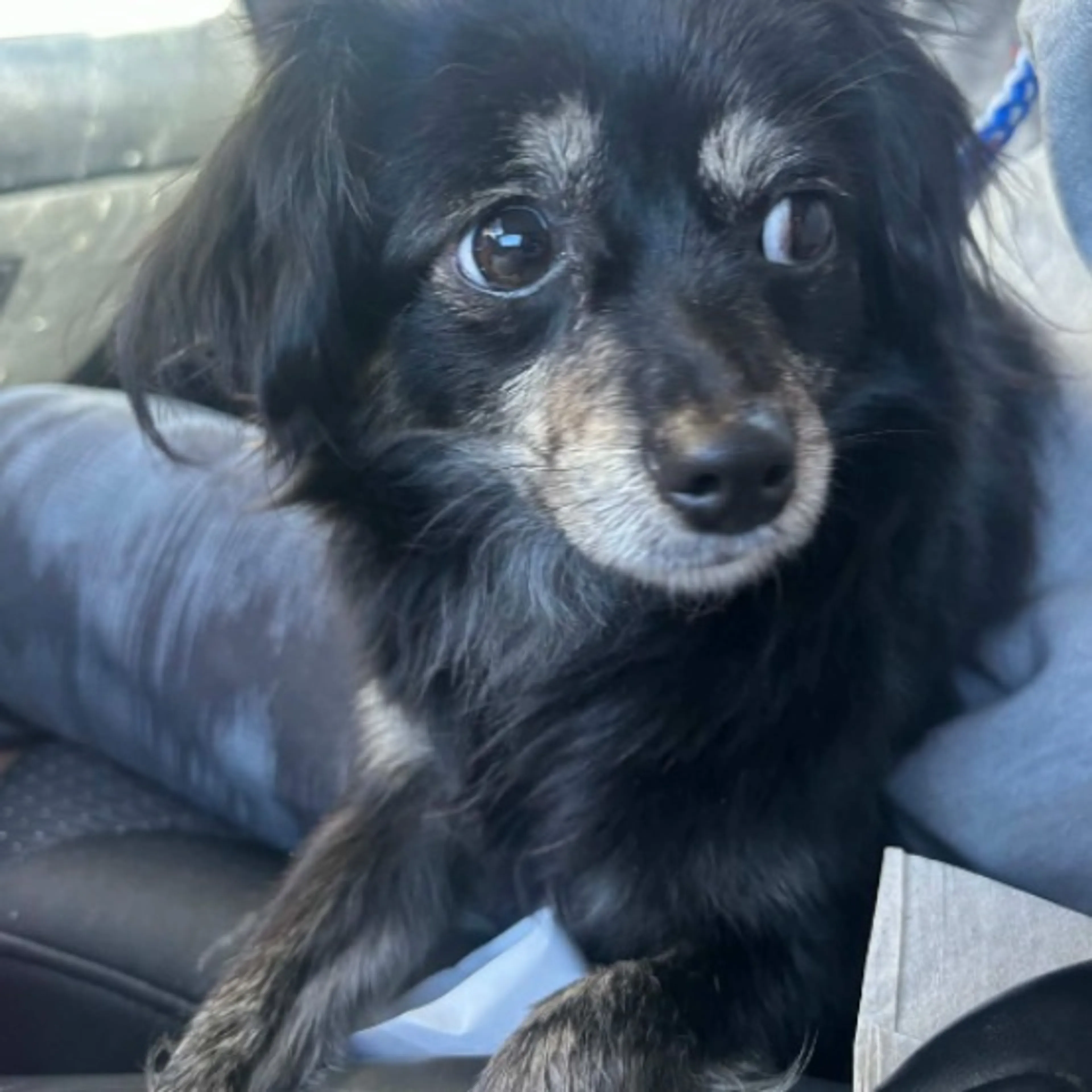 Lost pet