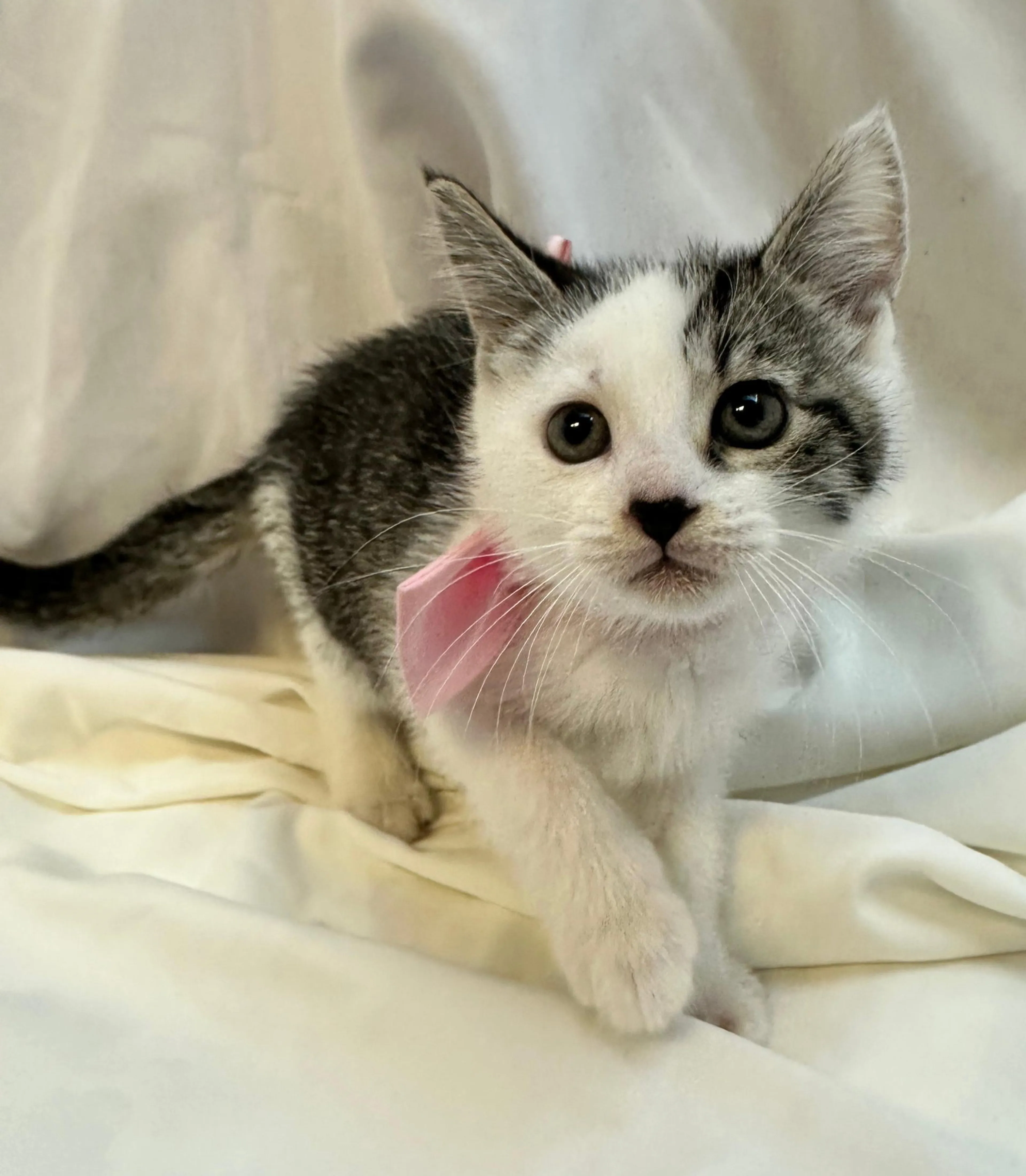 Found pet-2