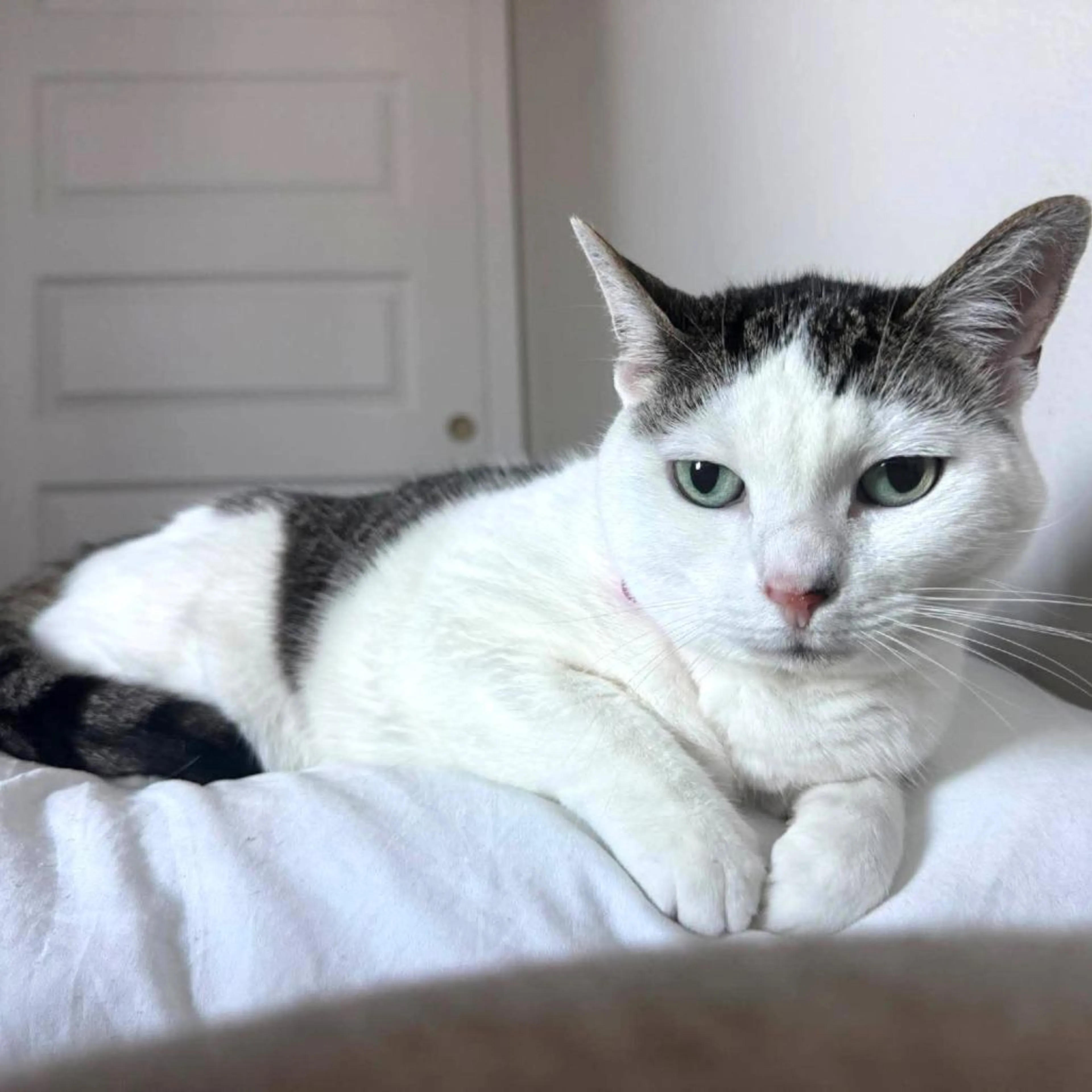 Found pet-4