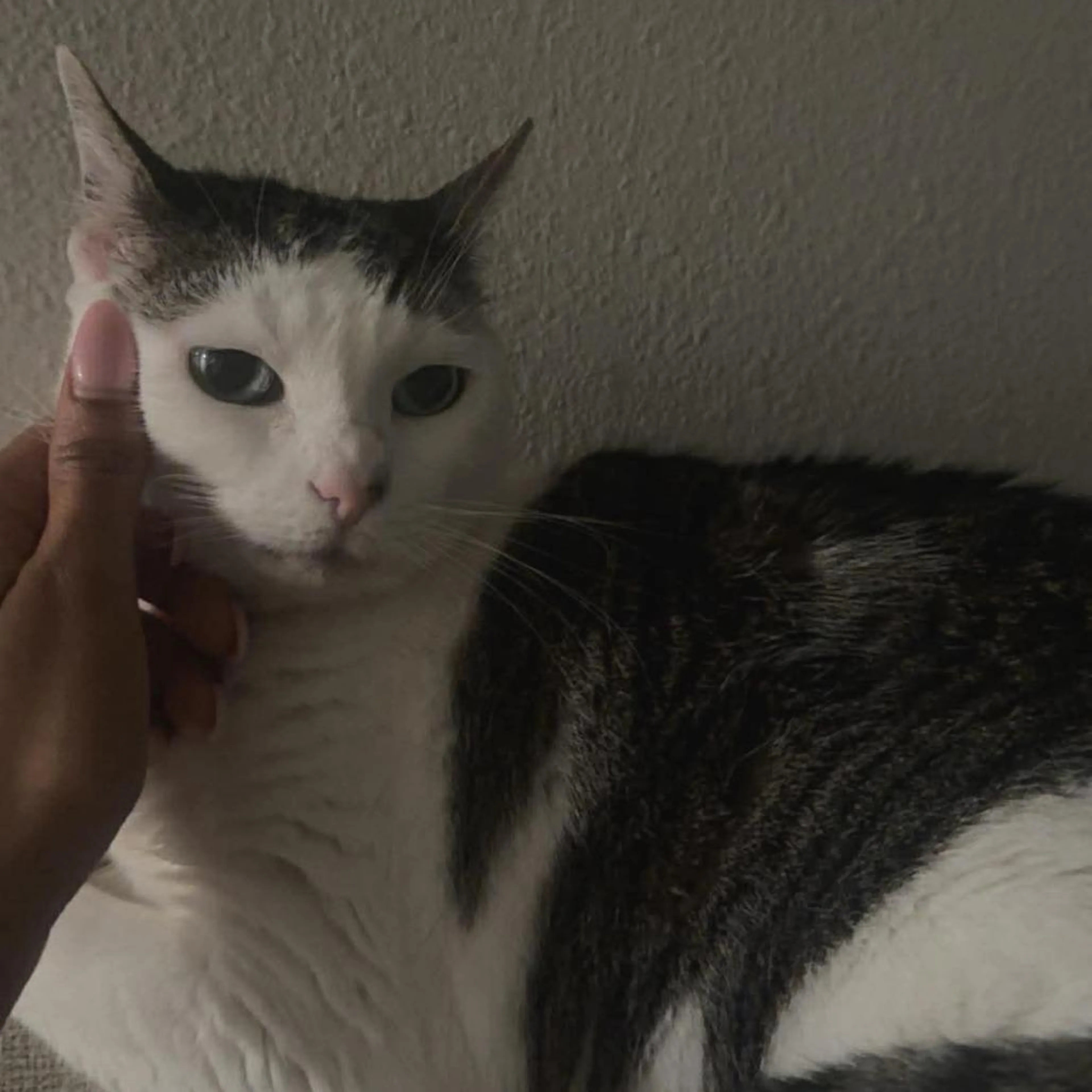 Found pet-1