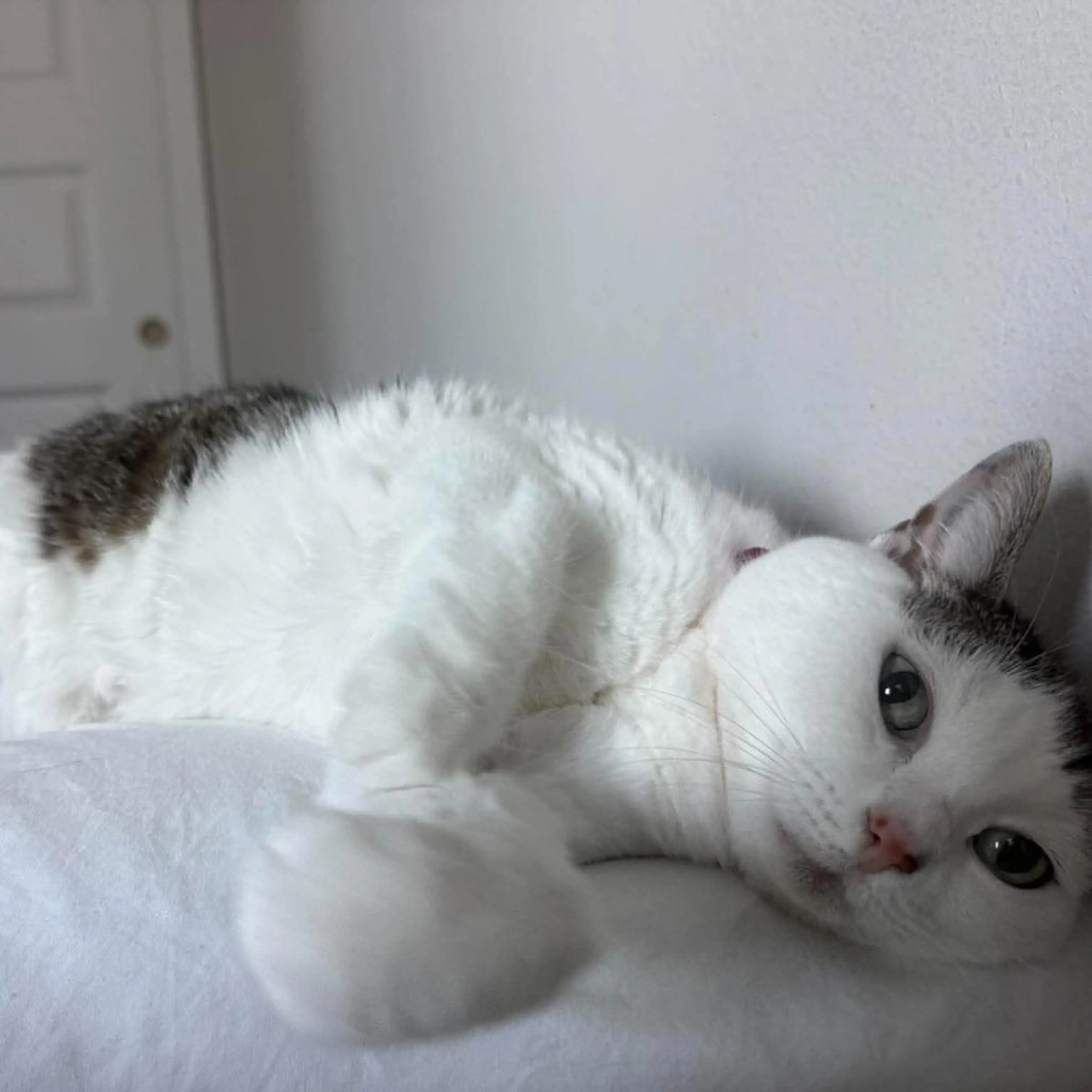 Found pet-3