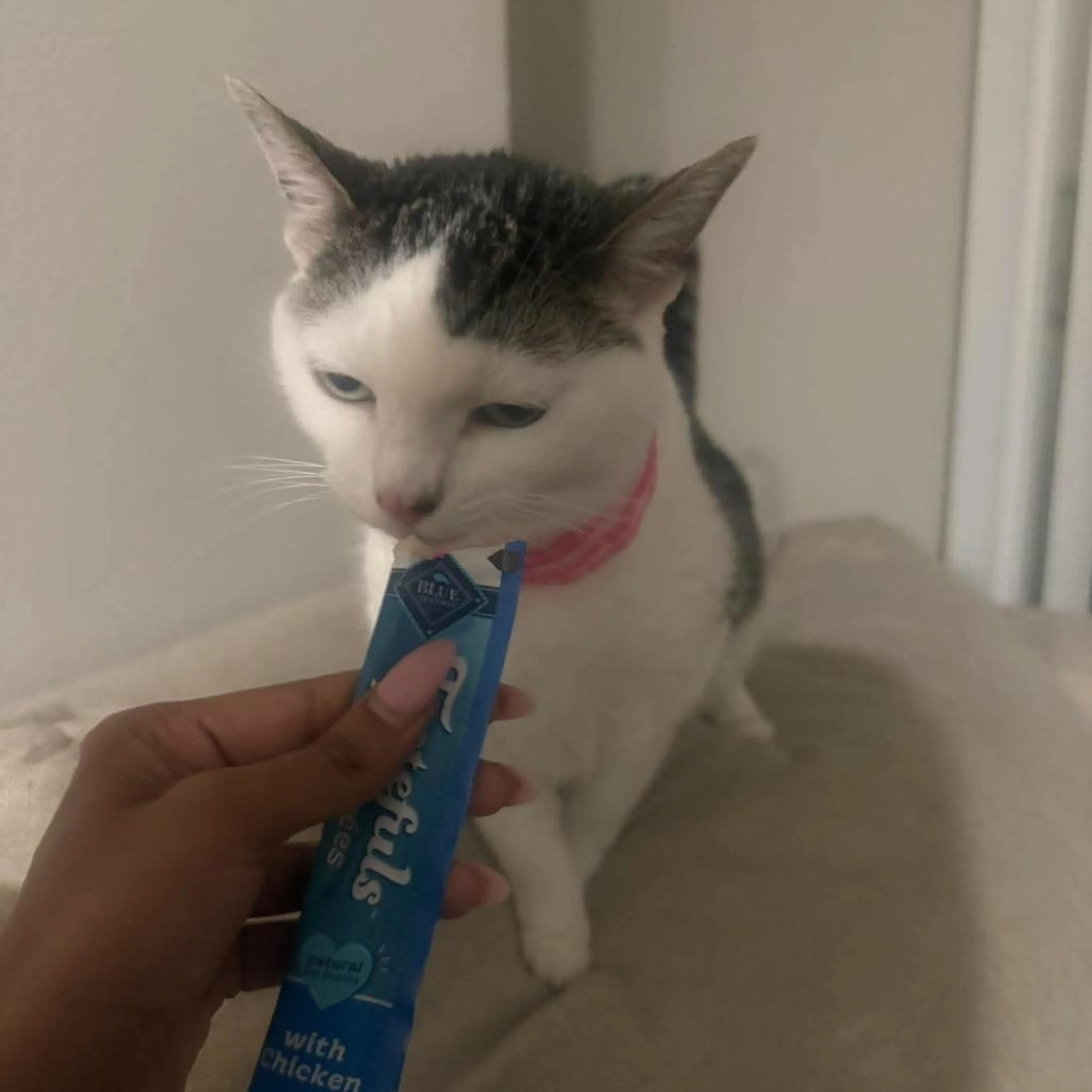 Found pet-0