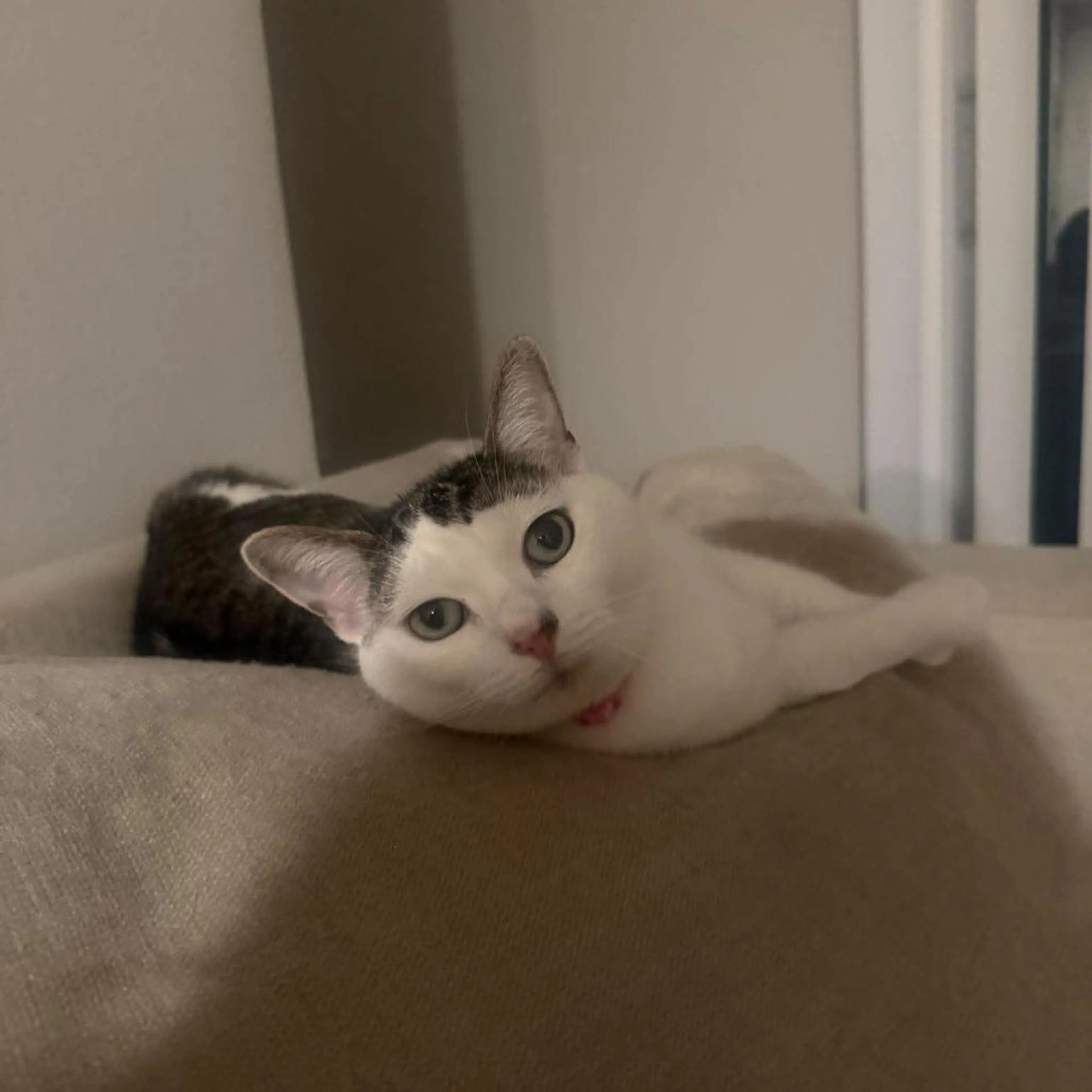 Found pet-2