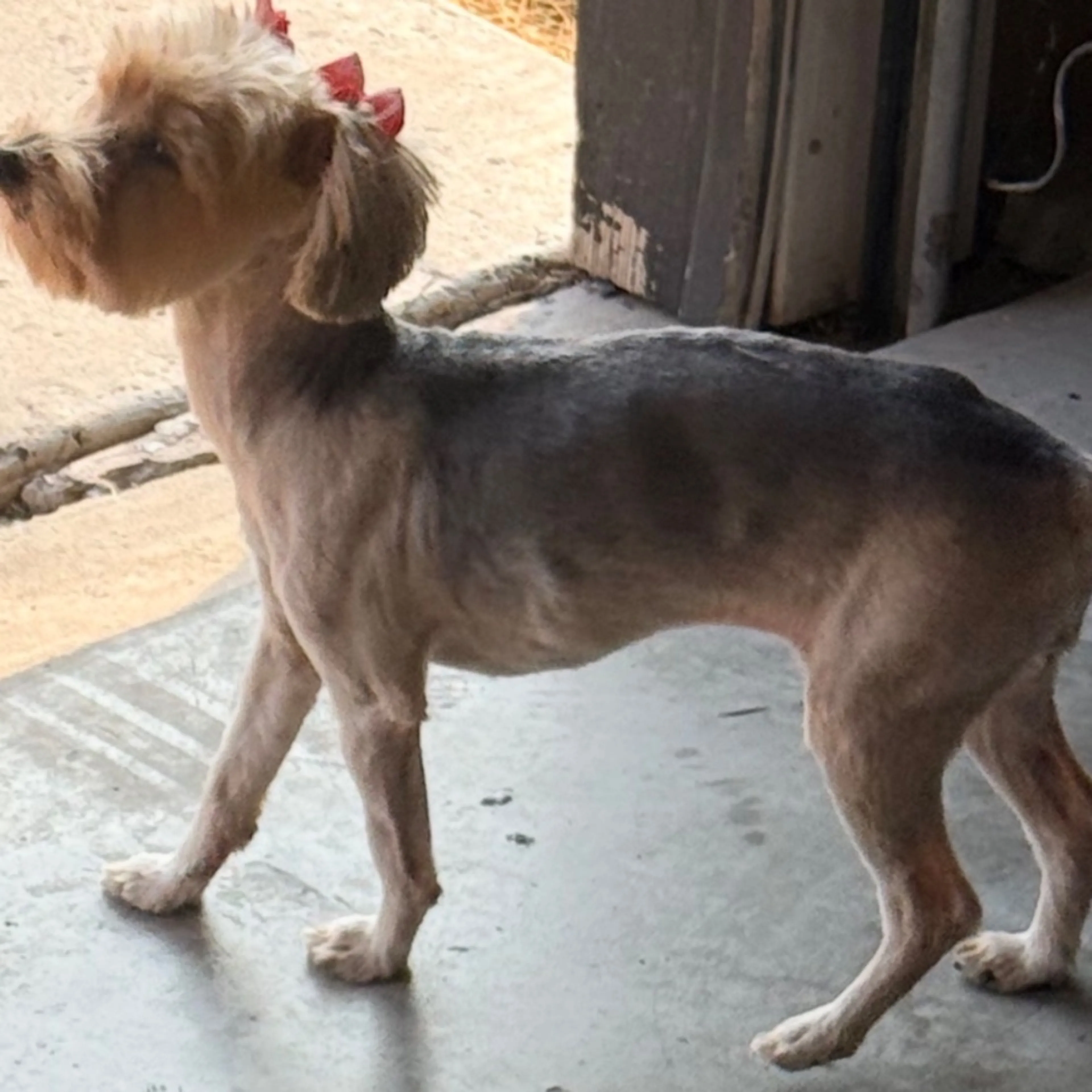 Lost pet