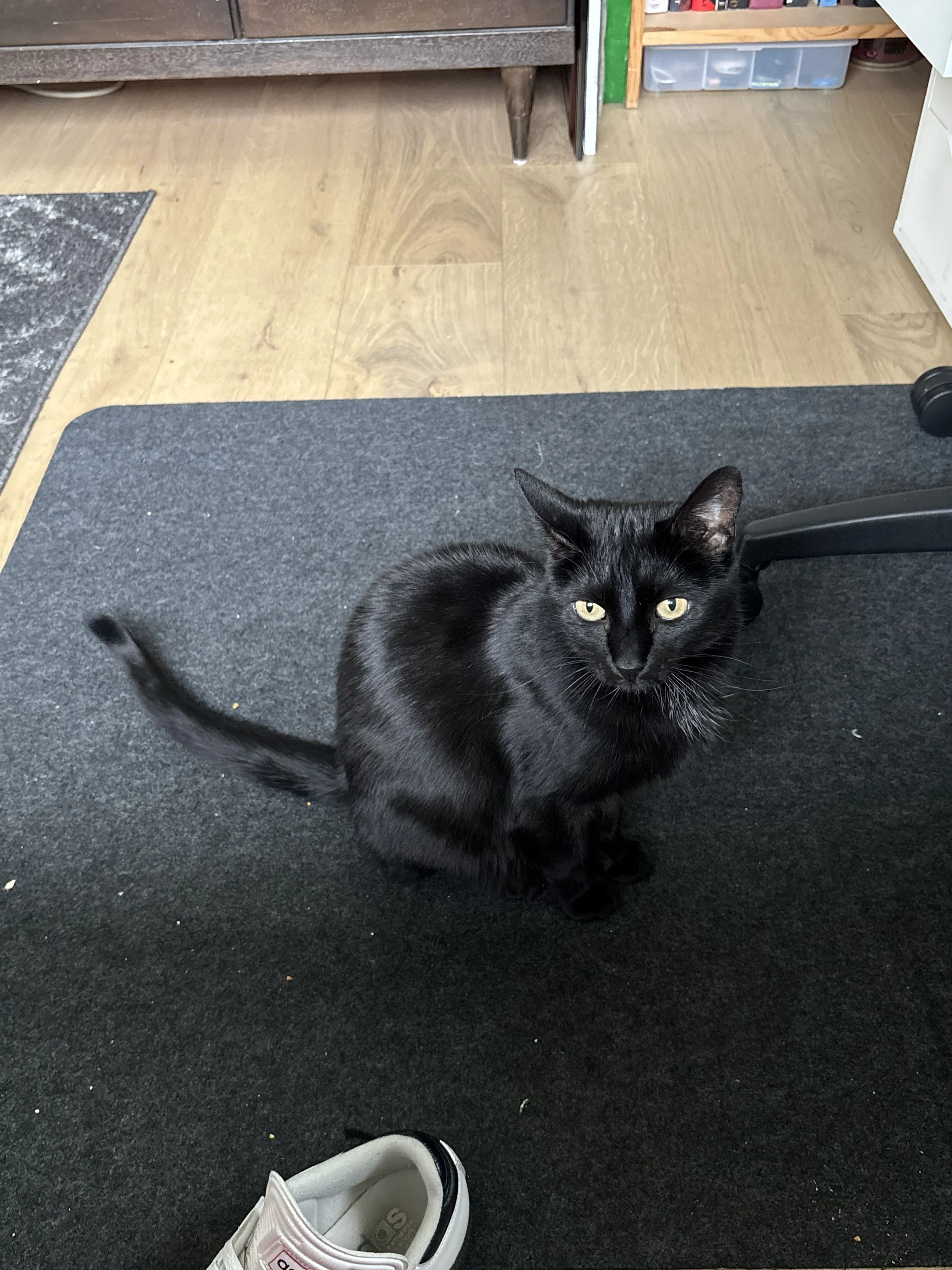 Lost pet-0