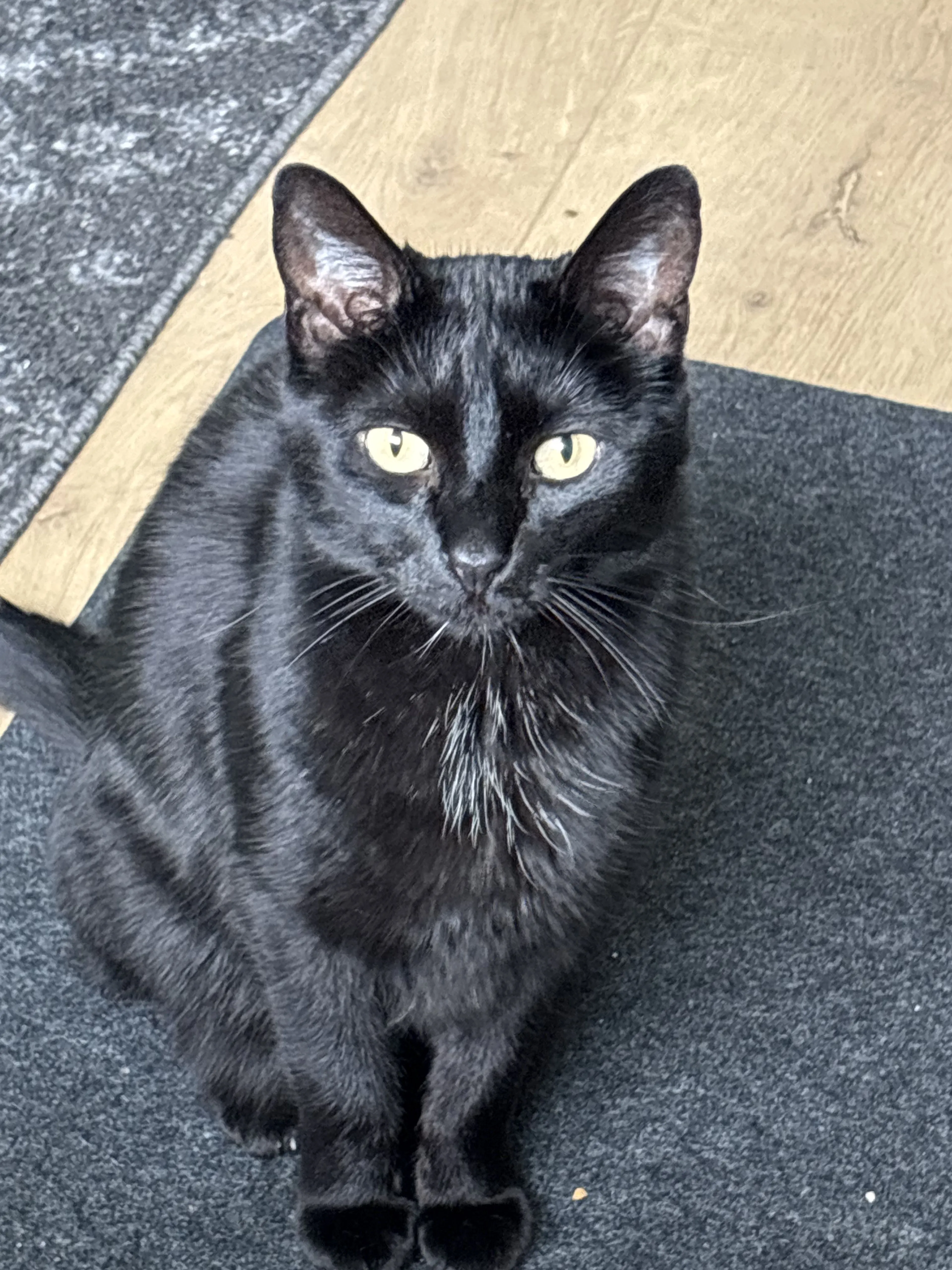 Lost pet-1