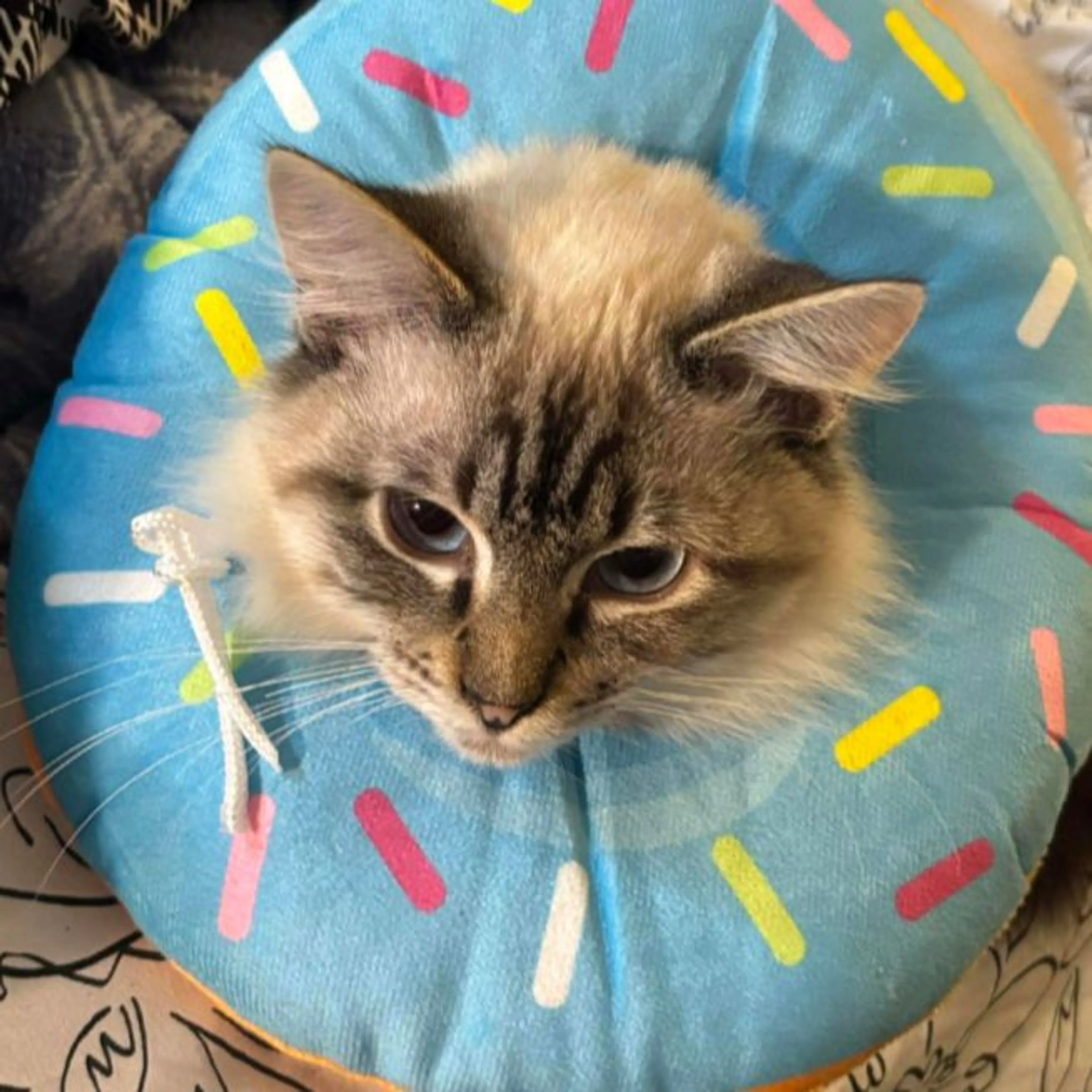 Lost pet