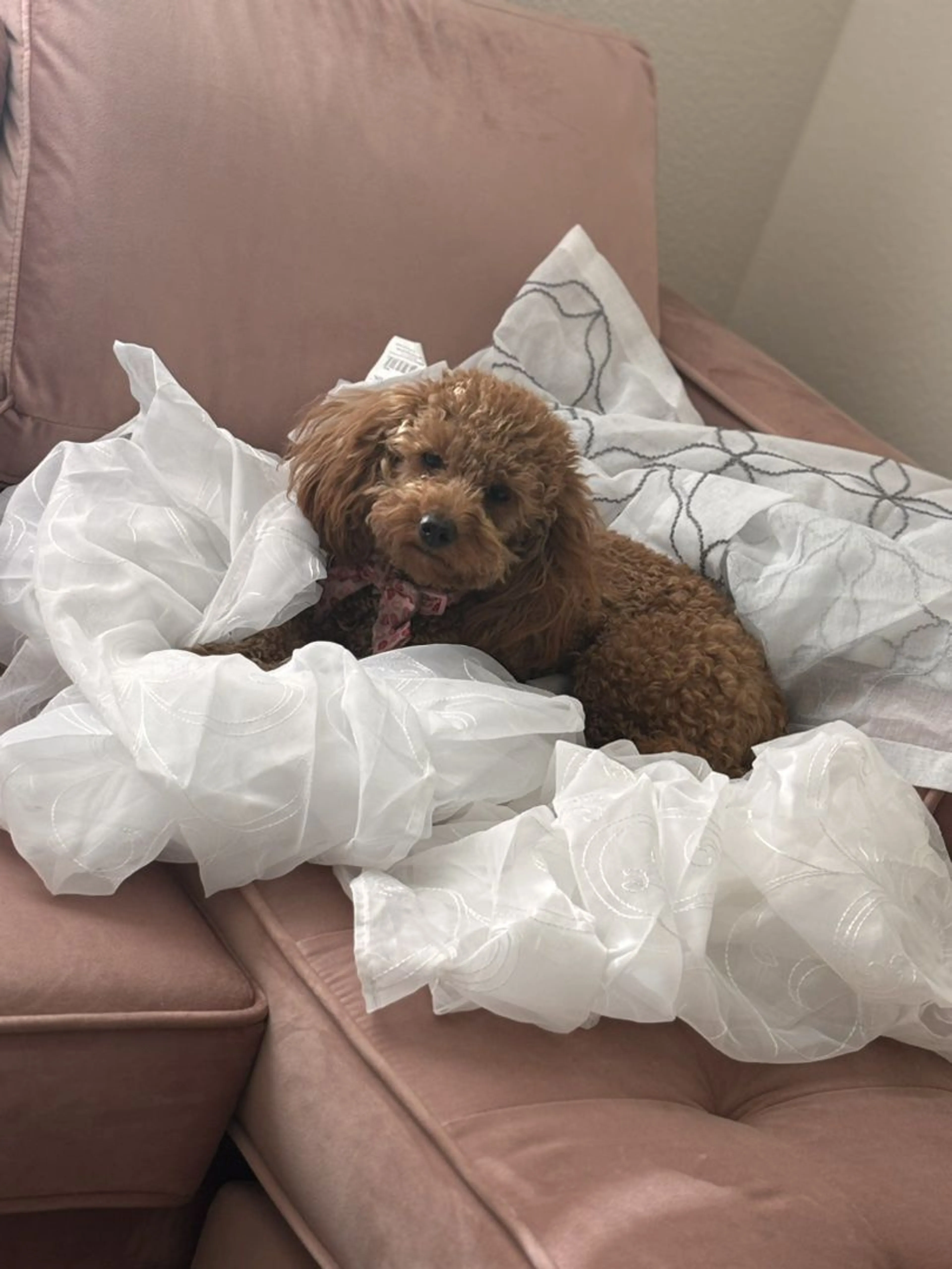 Lost pet