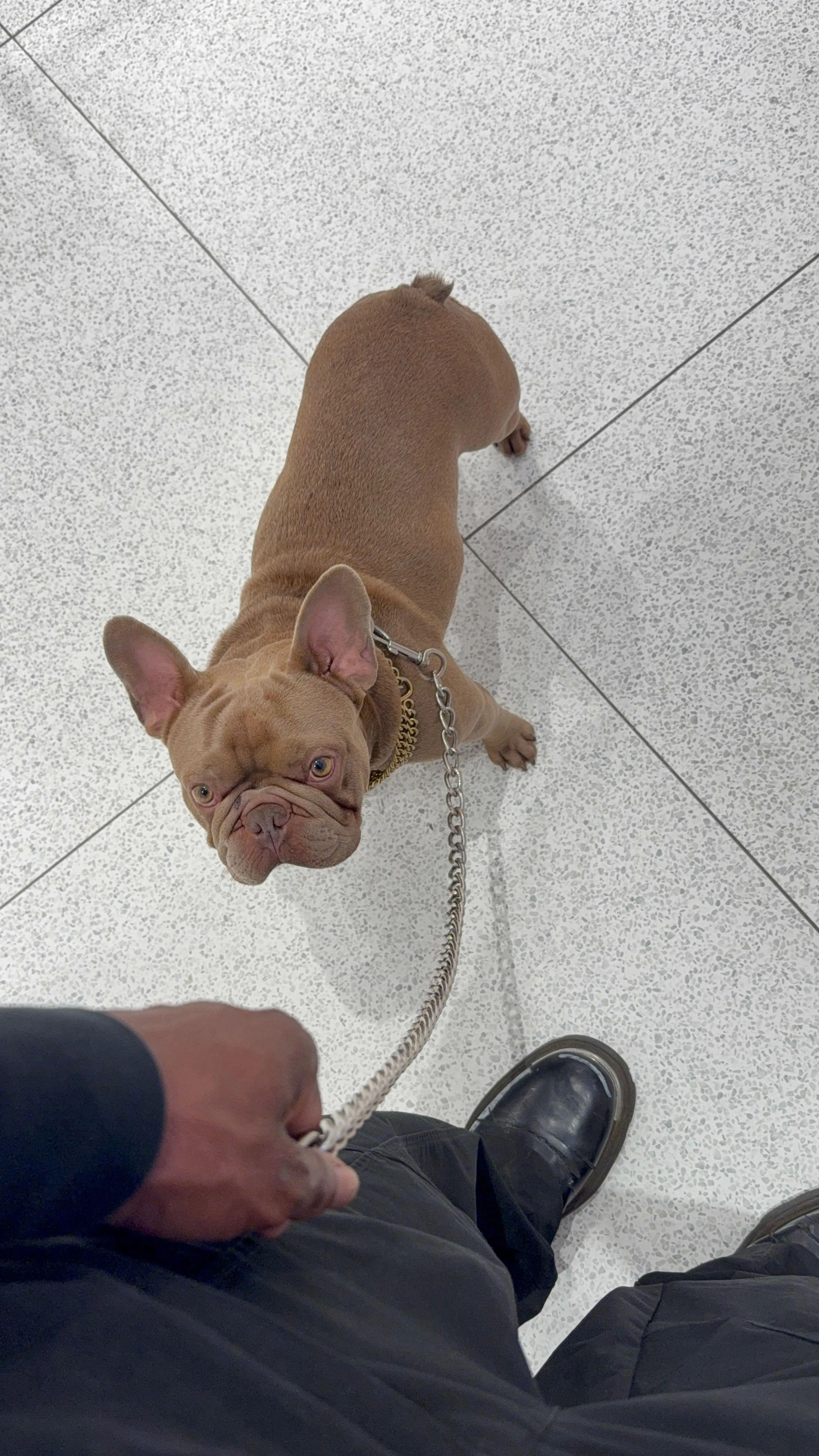 Lost pet-1