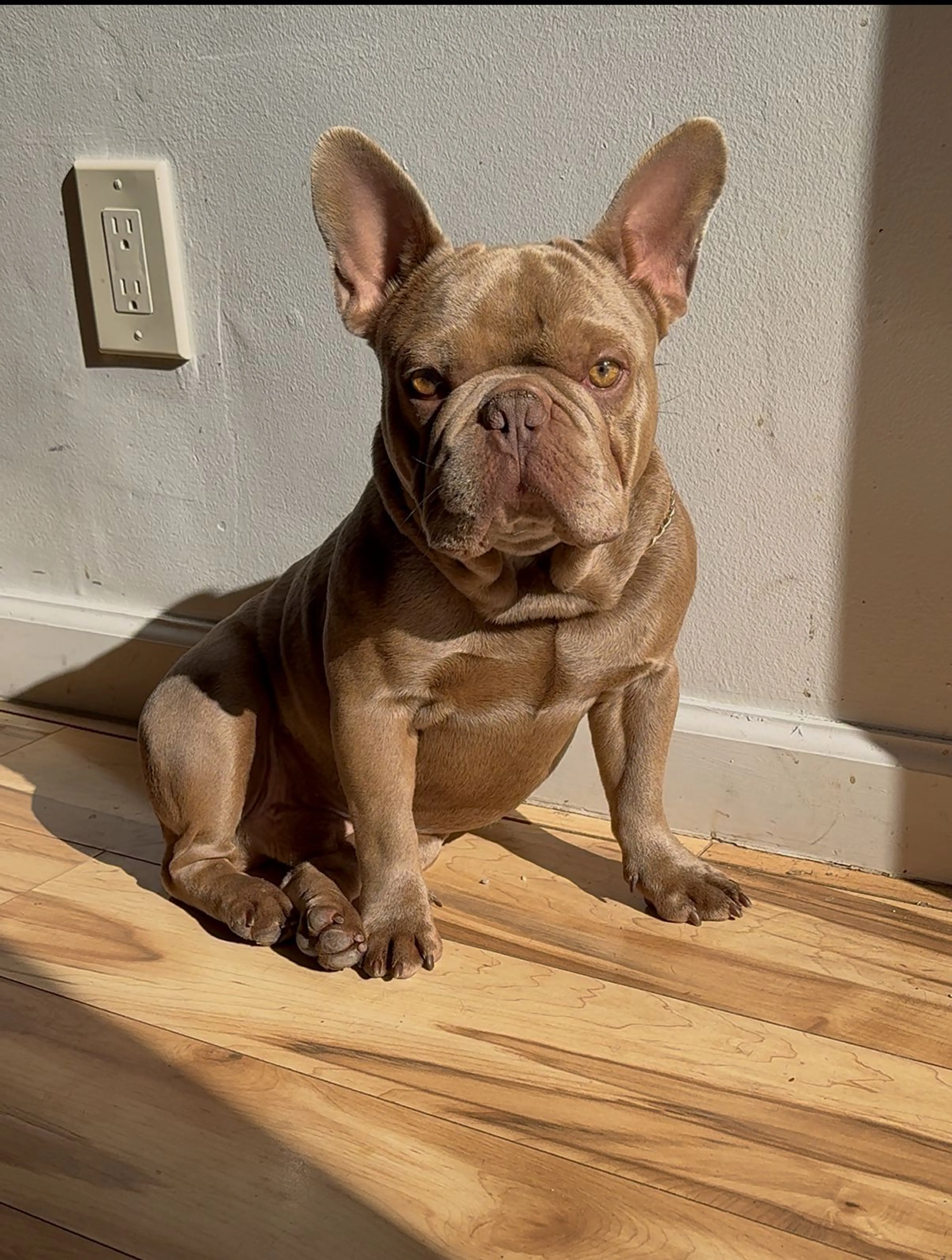 Lost pet-2