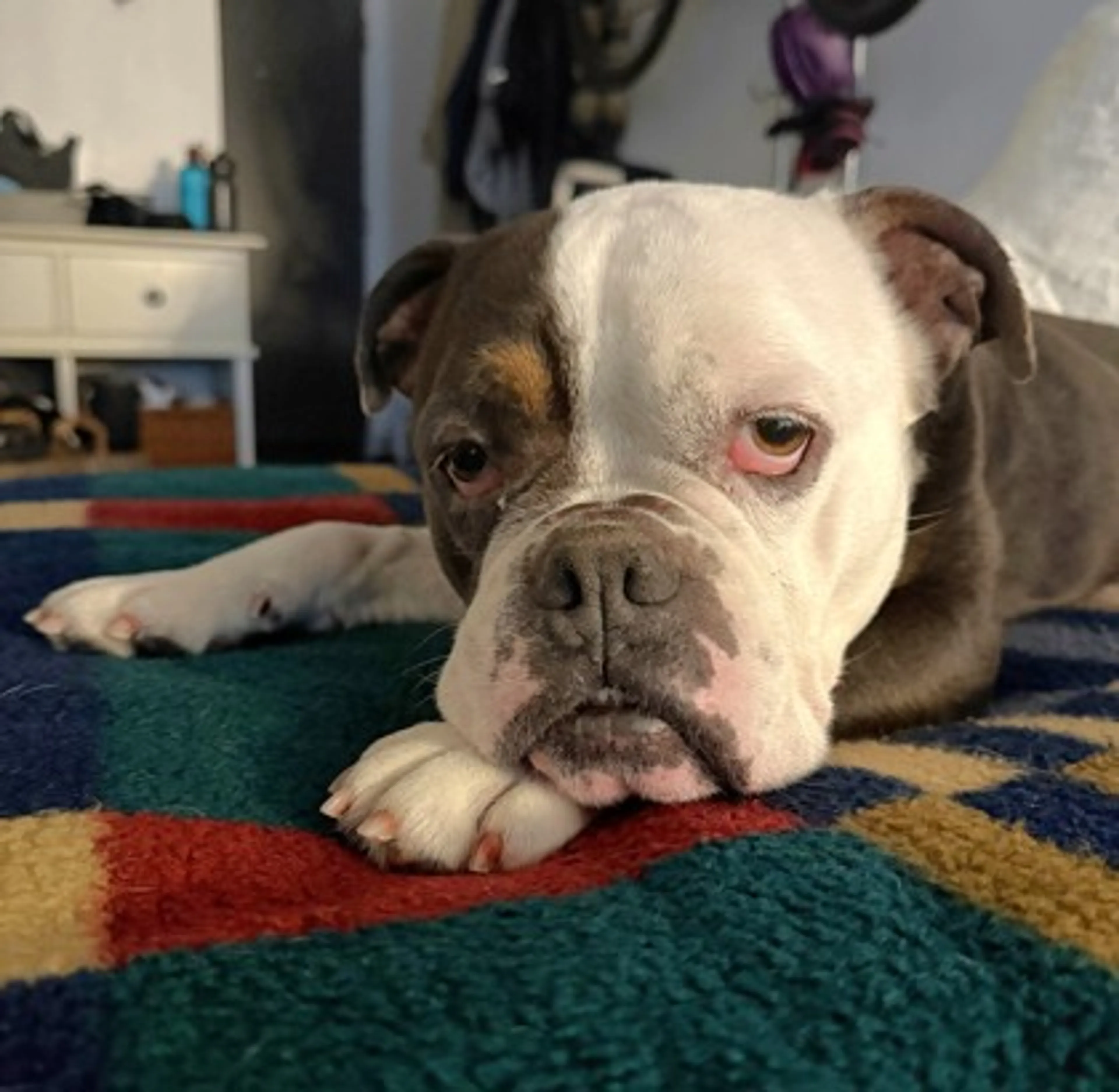 Found pet-1
