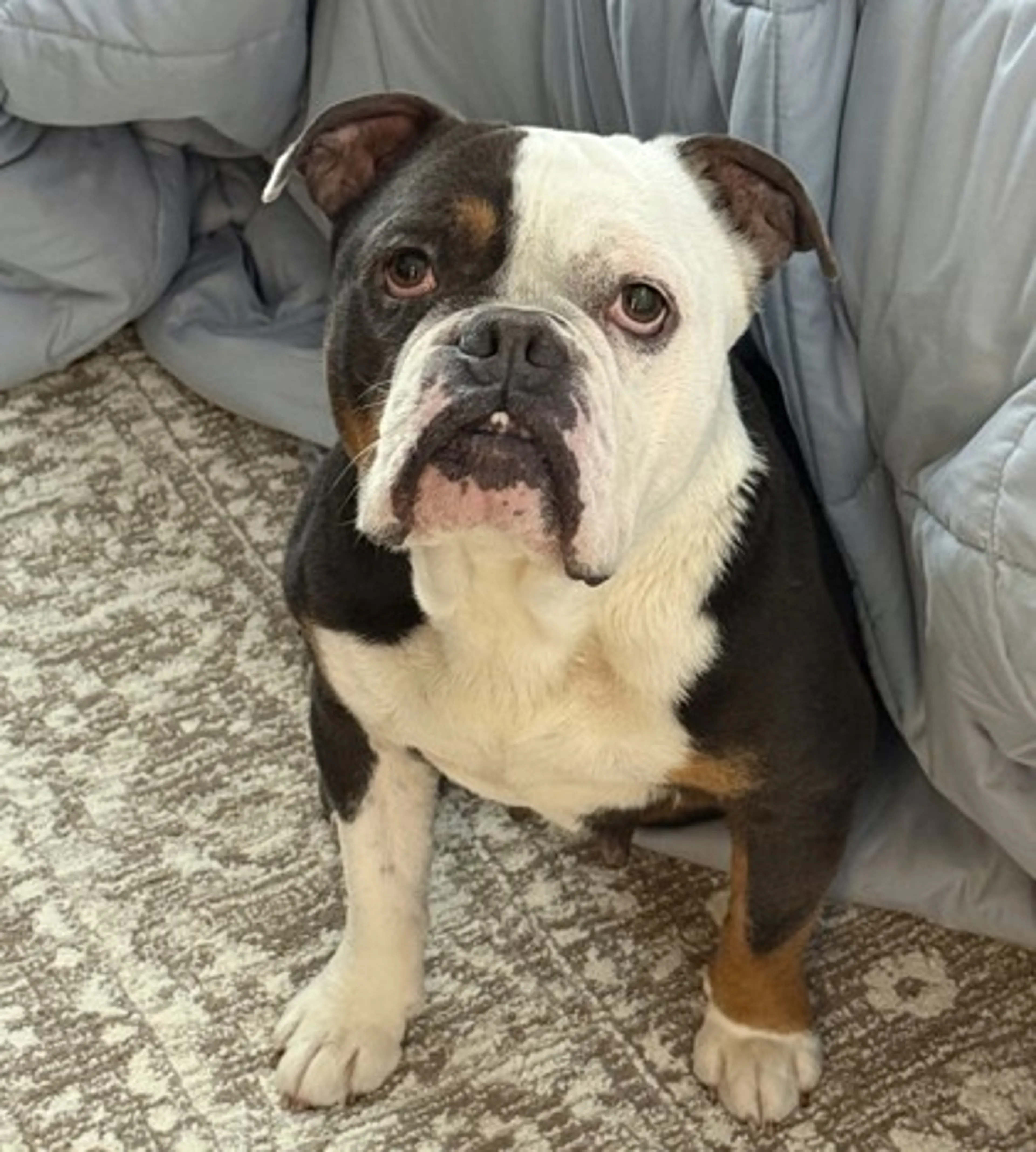 Found pet-2