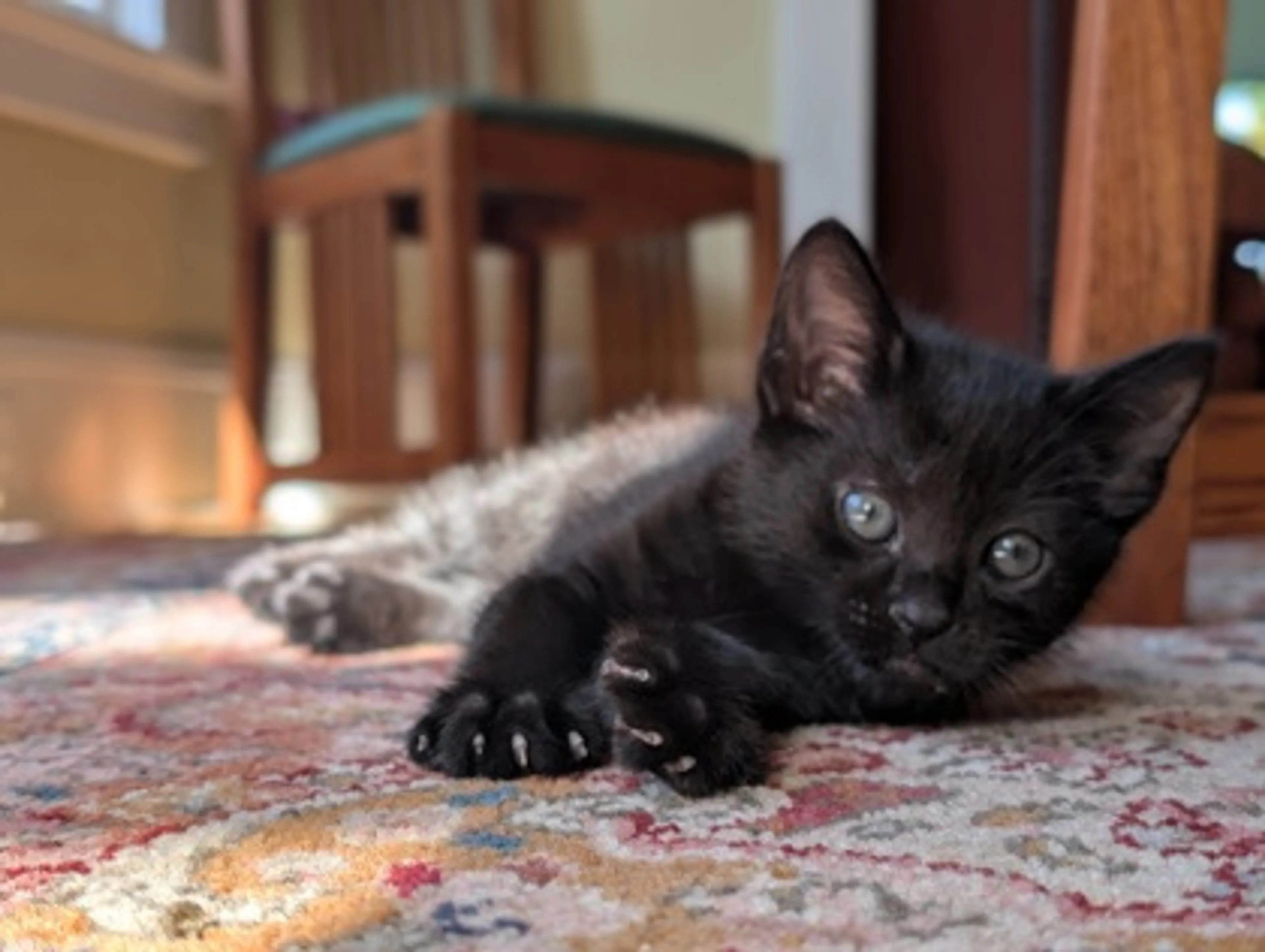 Found pet-1