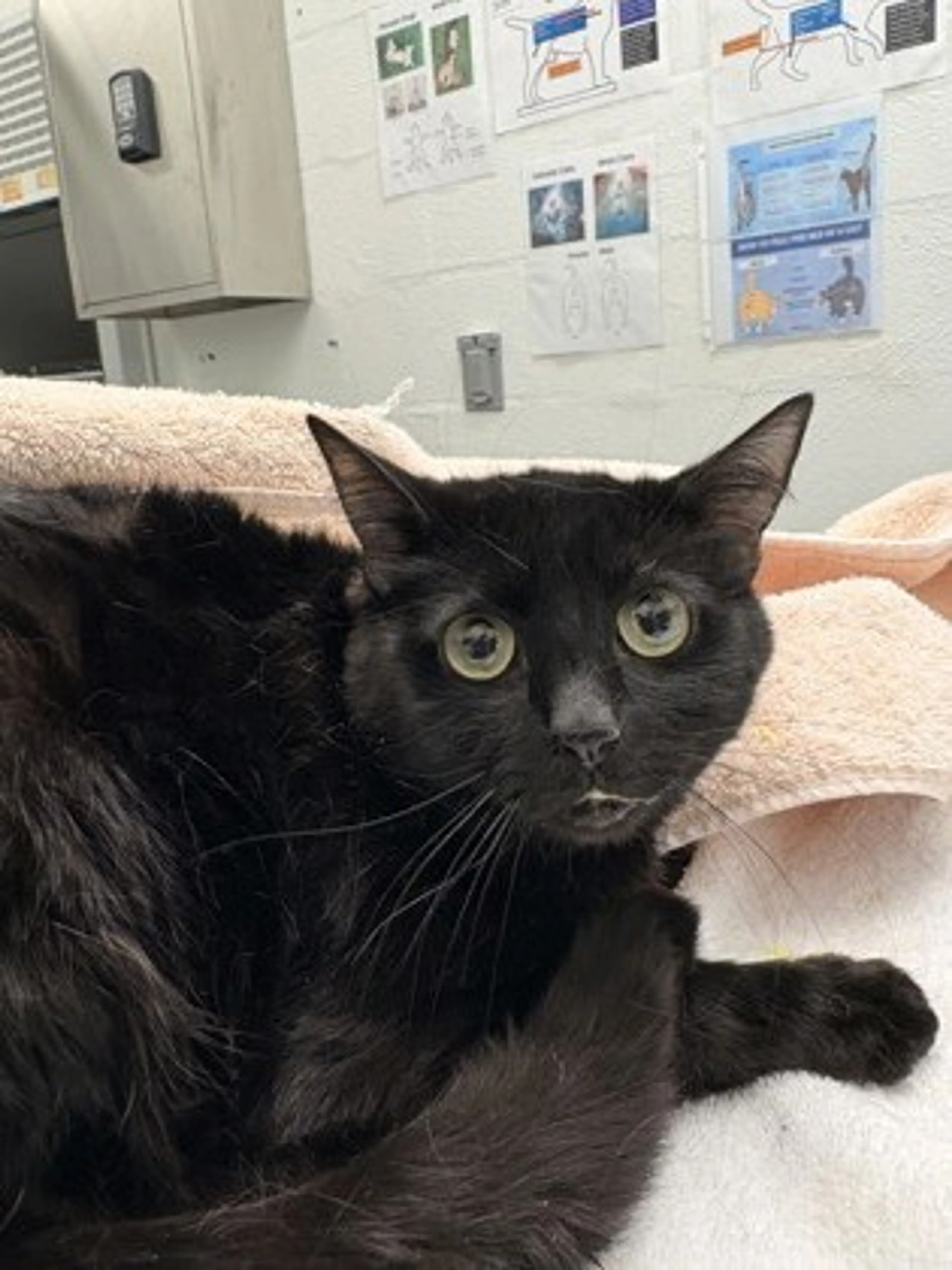 Found pet