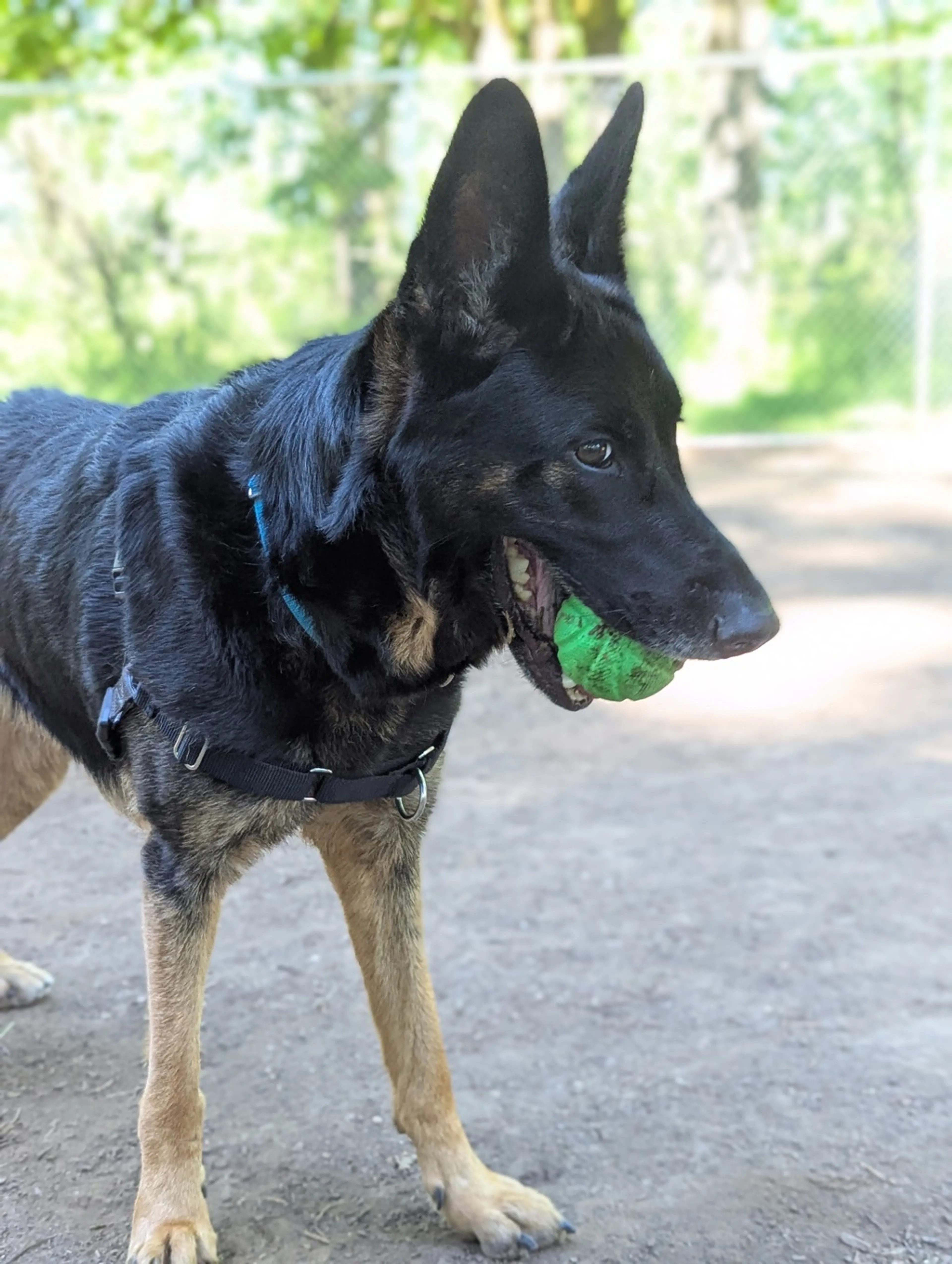 Found pet-1