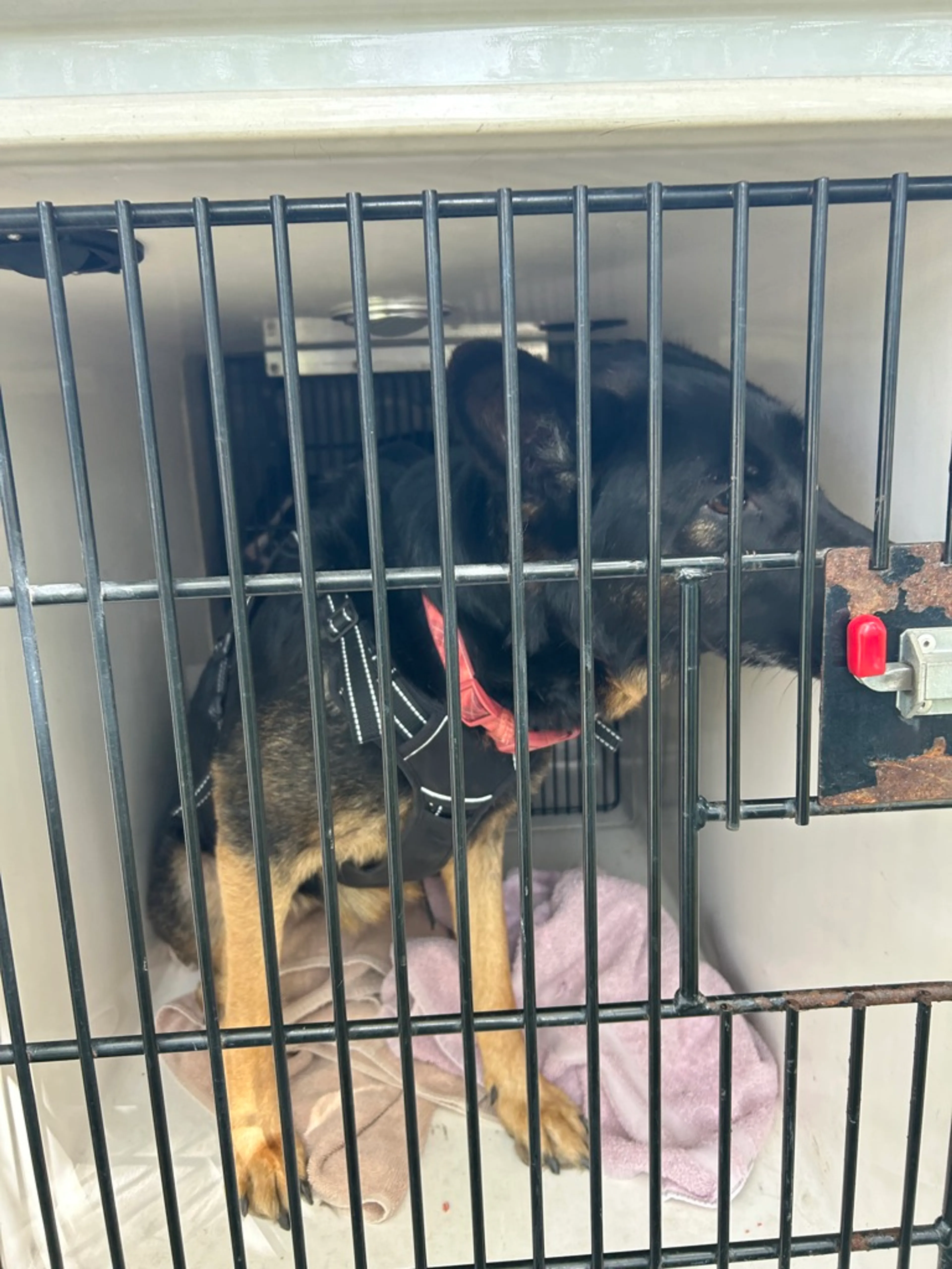Found pet-4