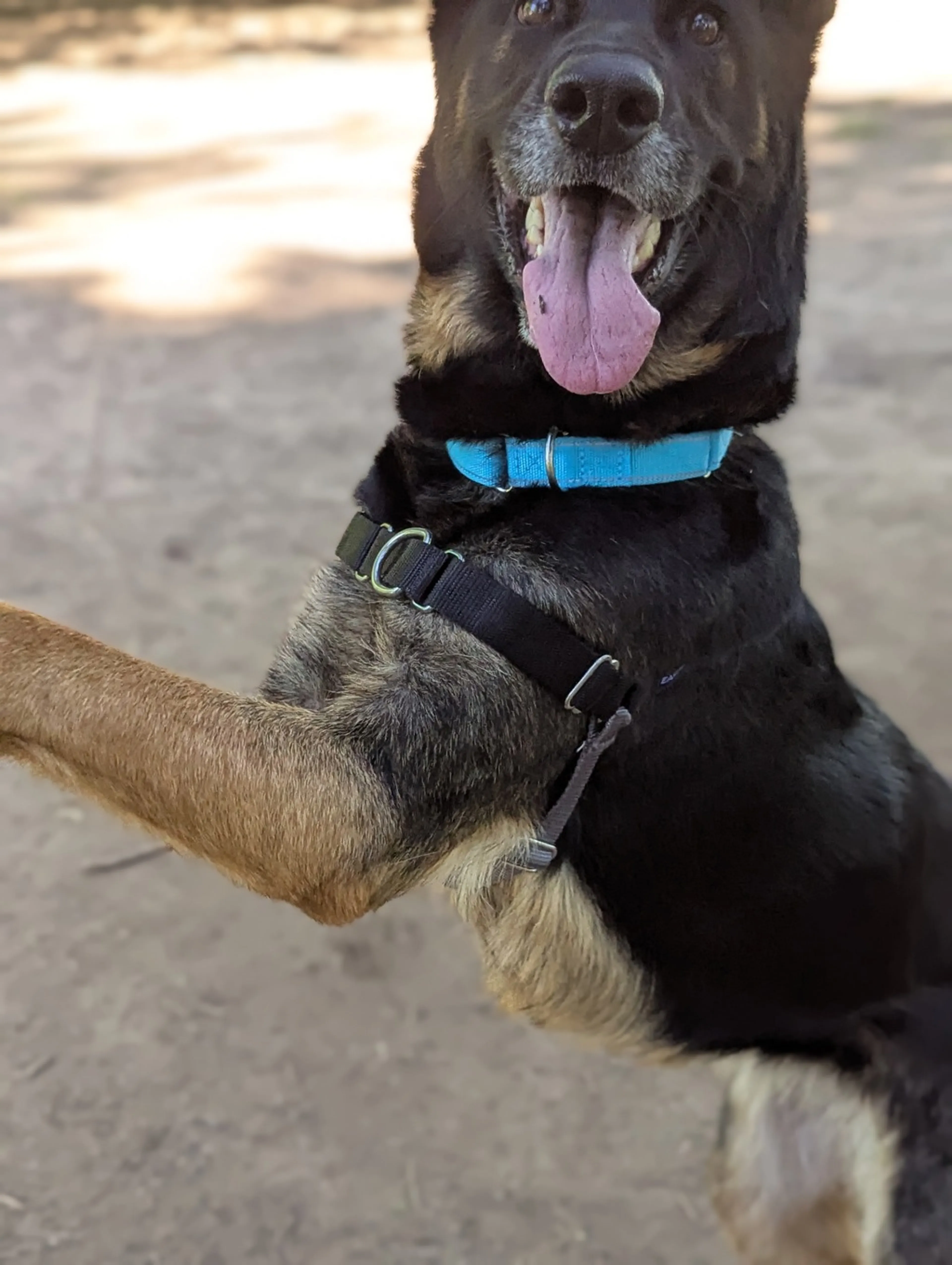 Found pet-2