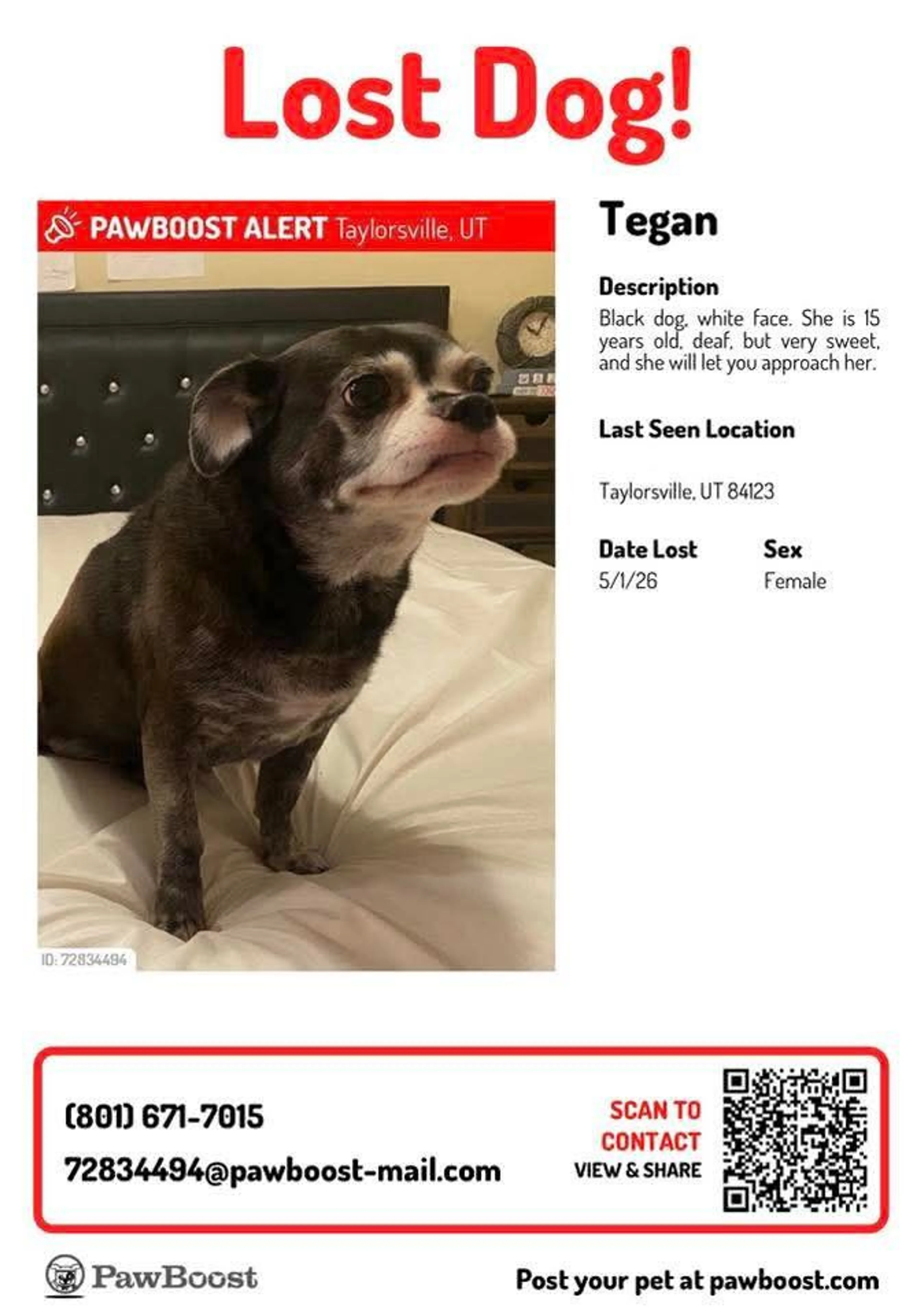 Lost pet