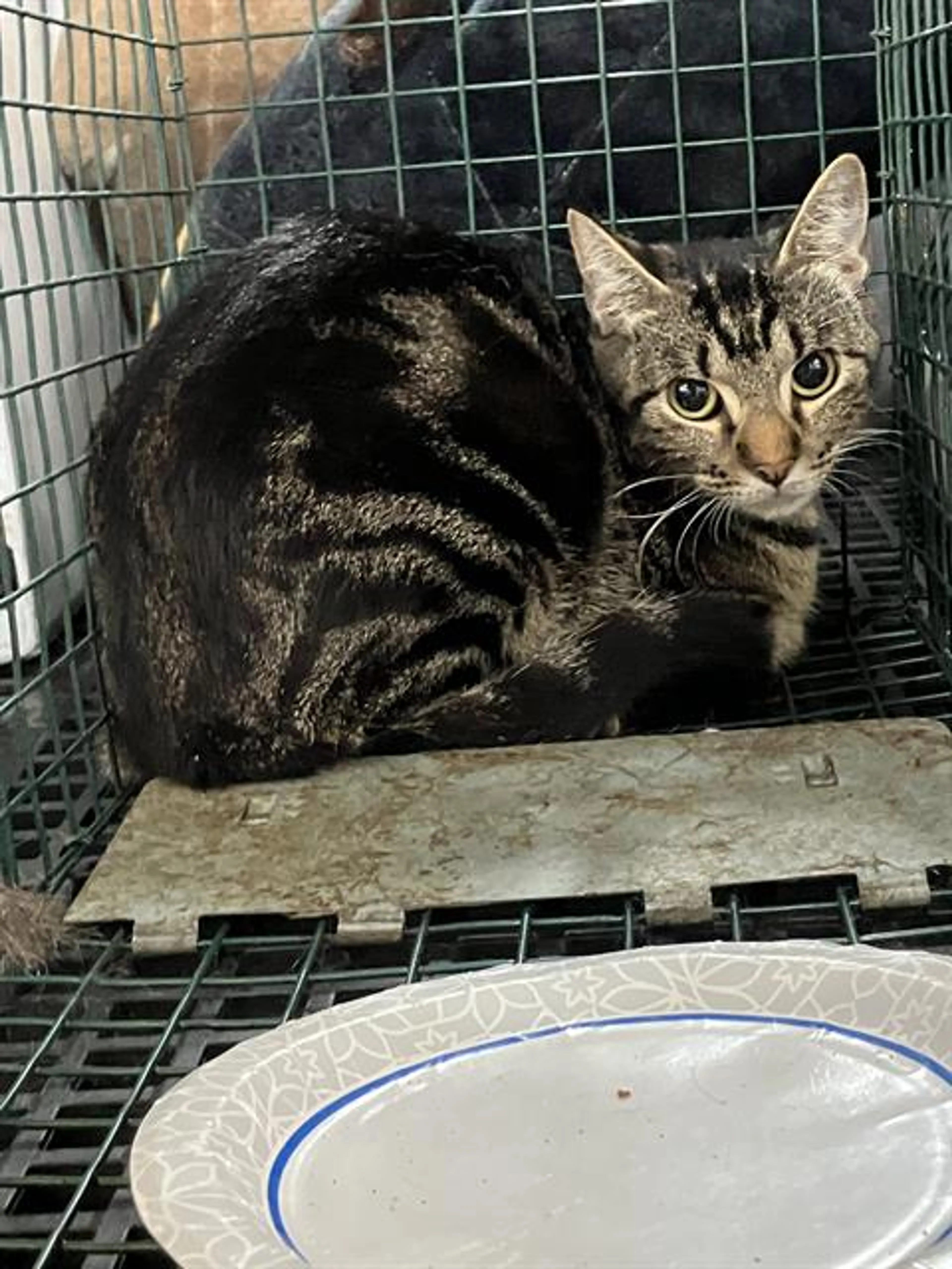 Found pet