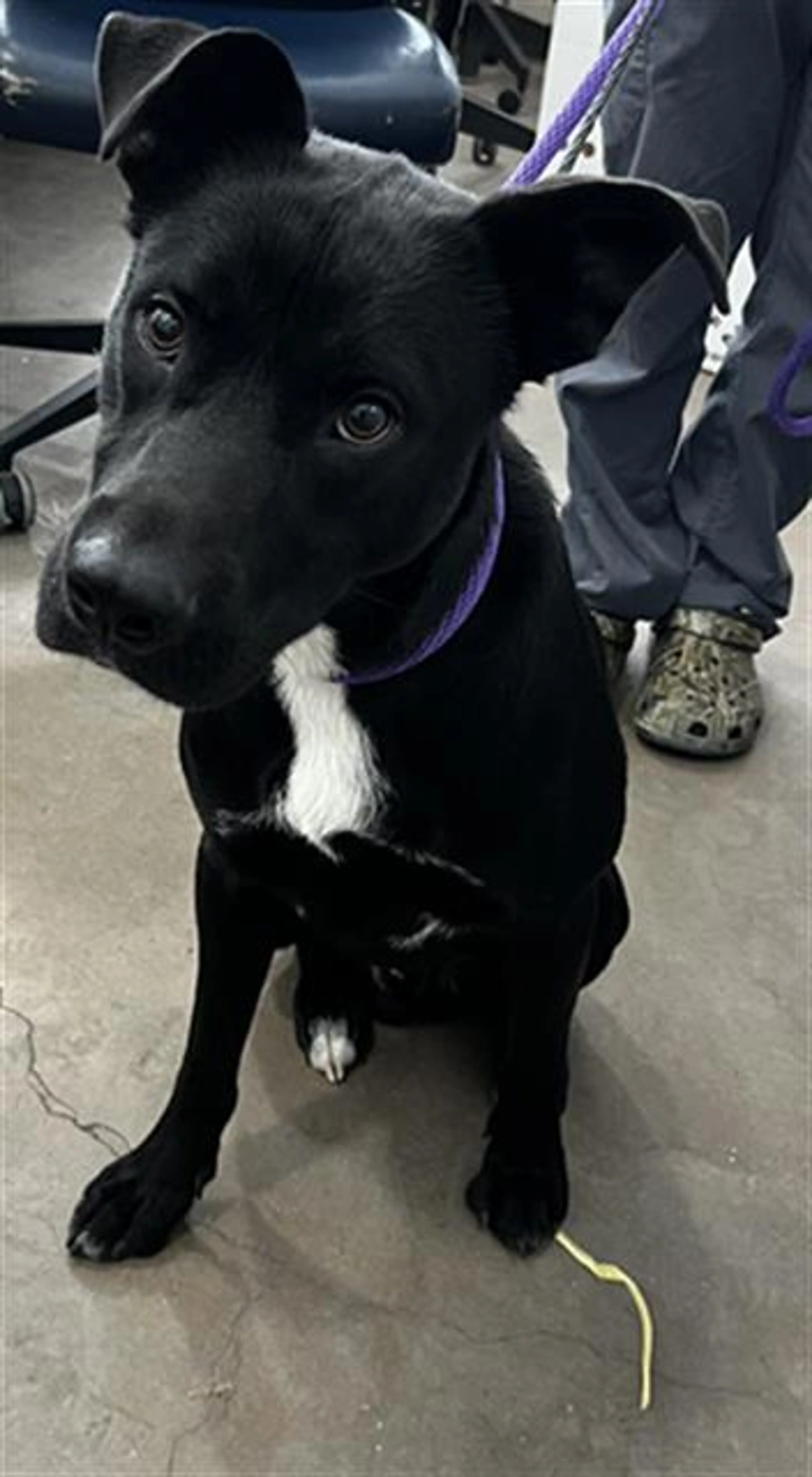 Found pet