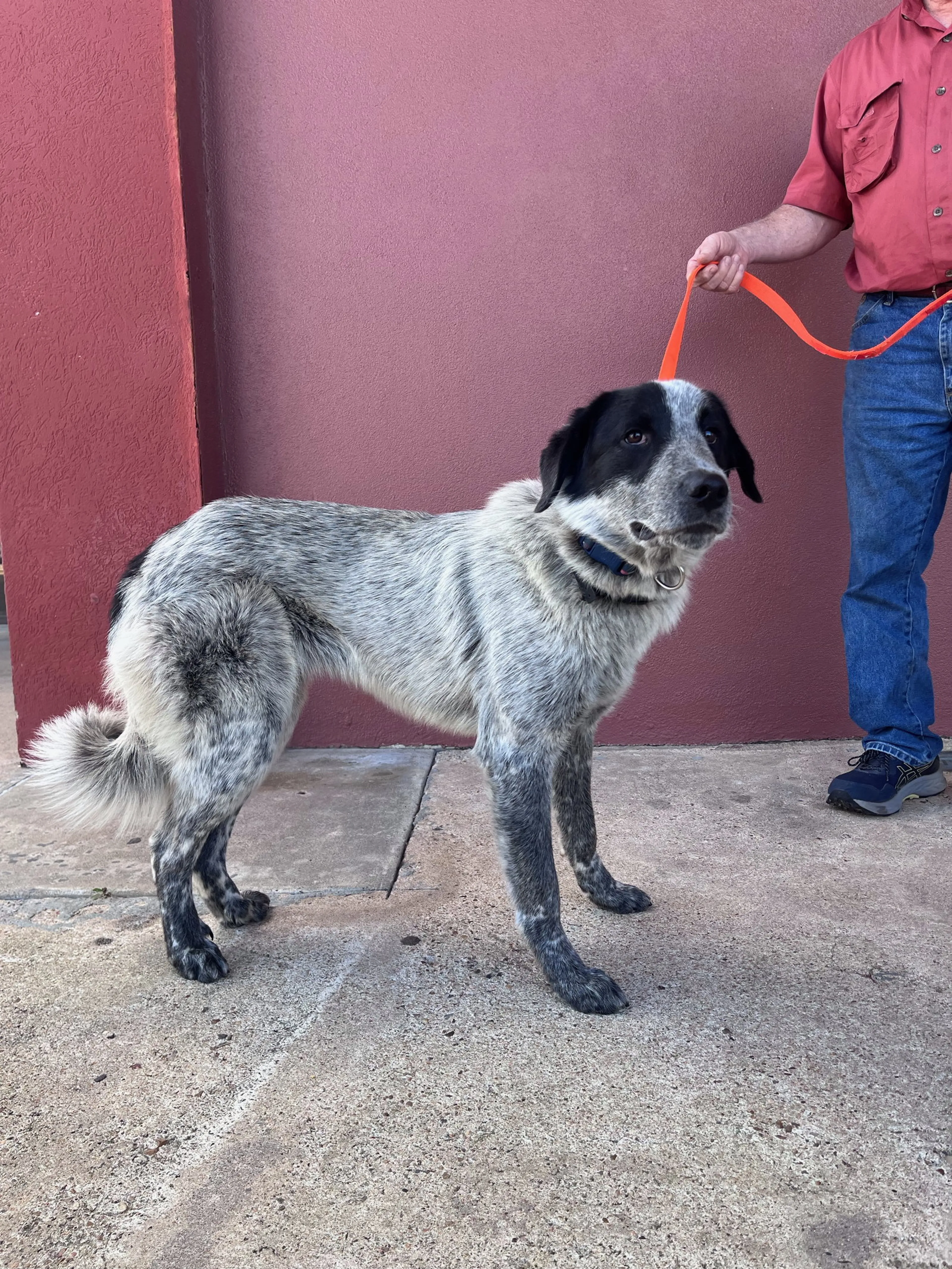 Found pet