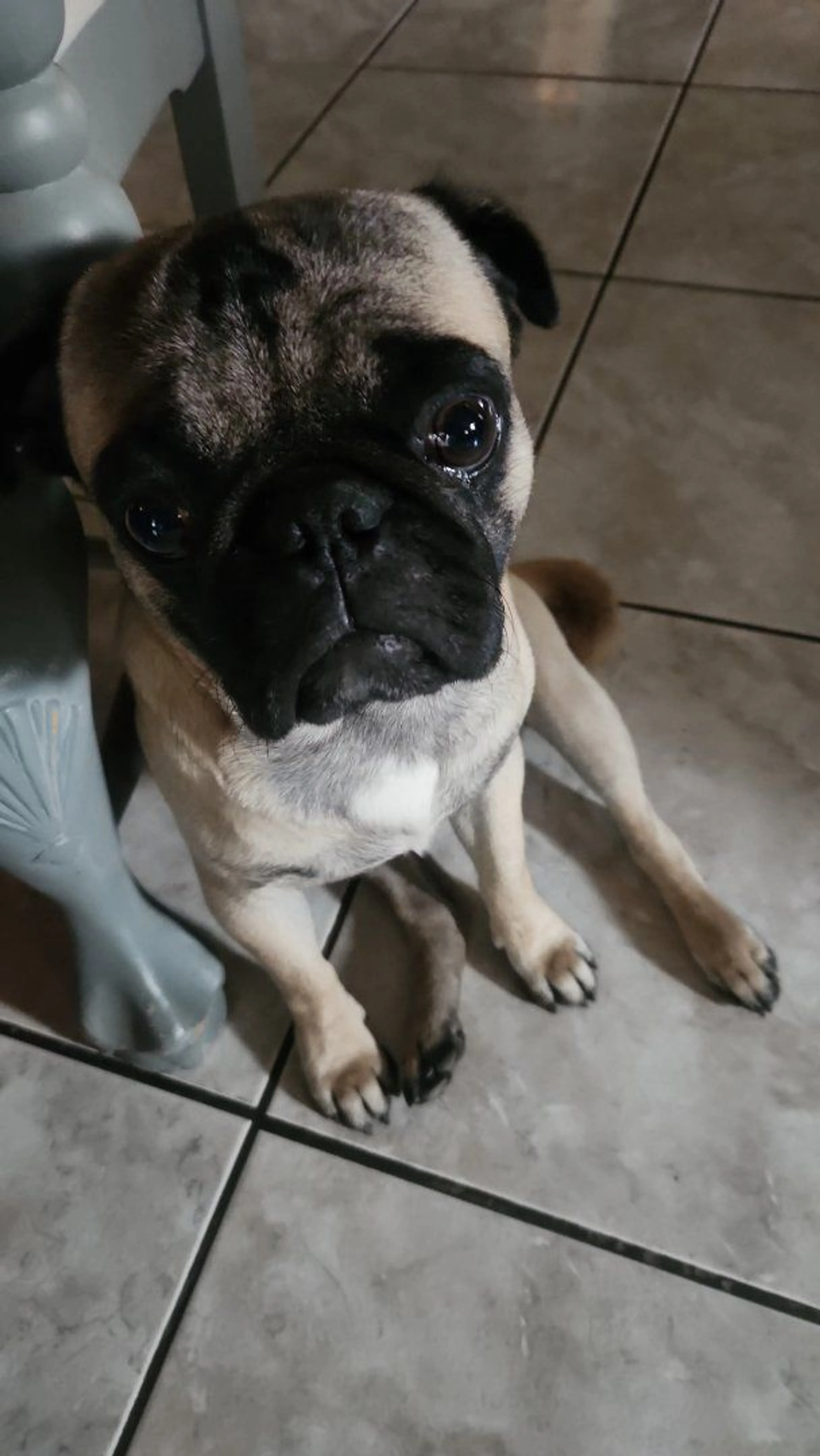 Lost pet-1