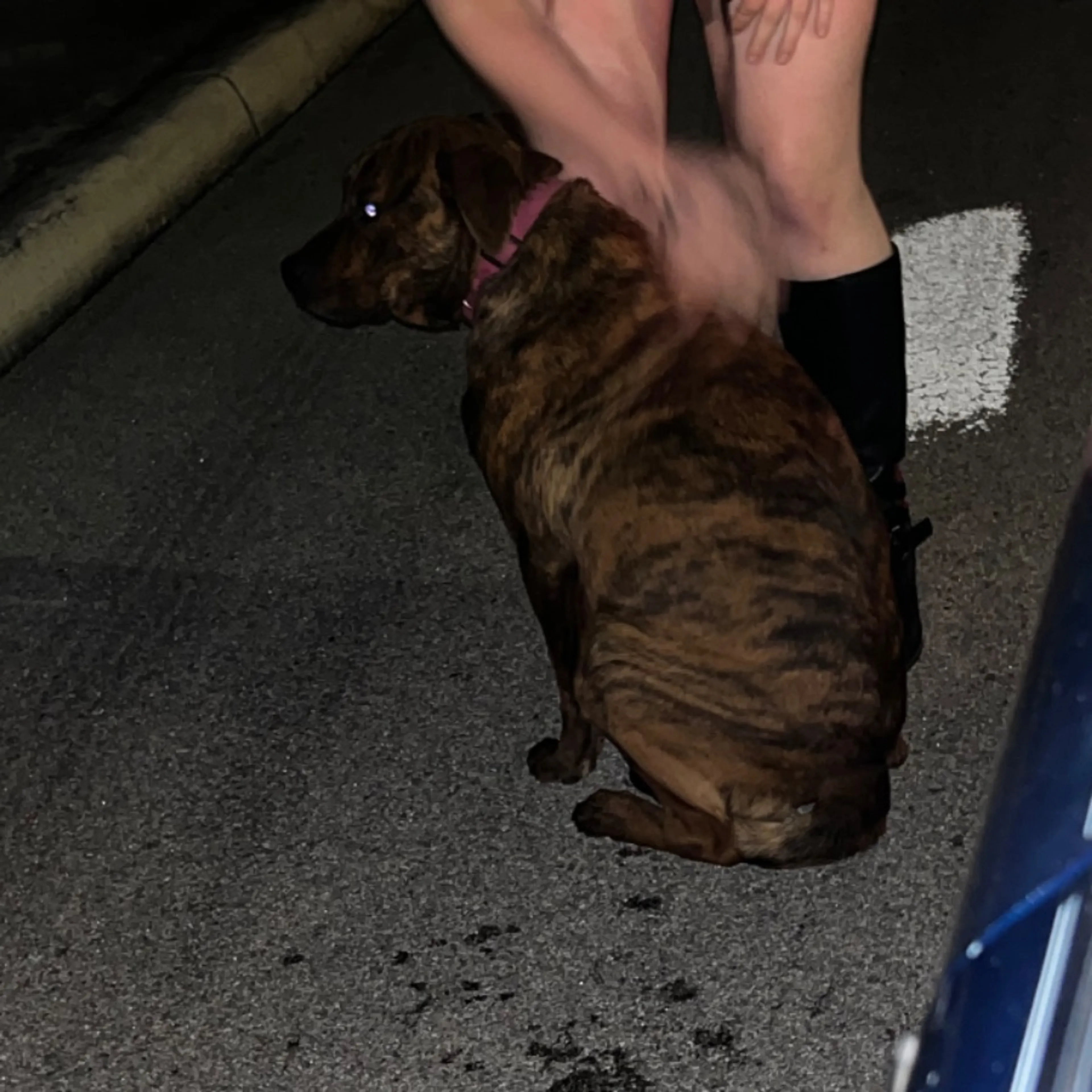 Found pet