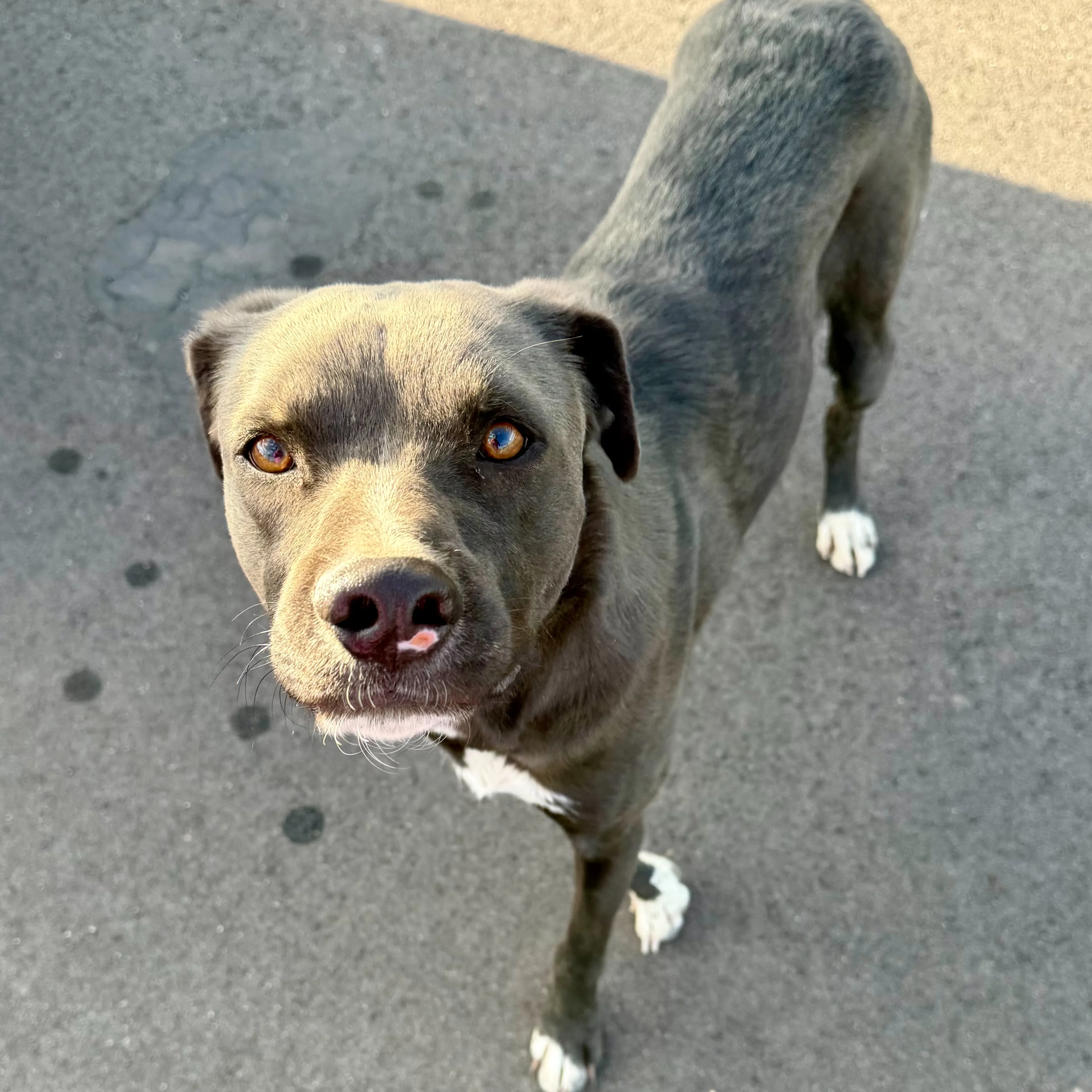 Found pet-2