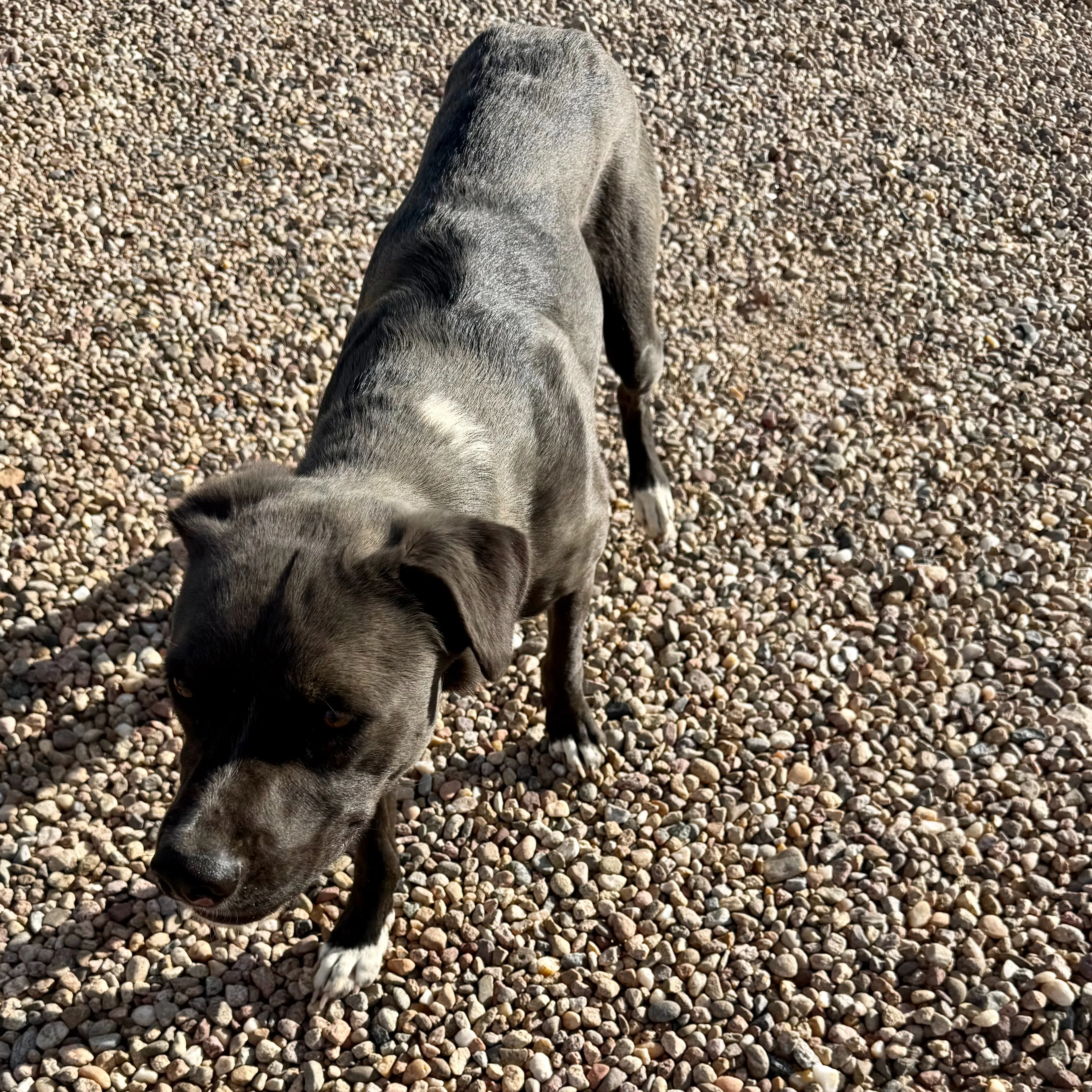 Found pet-1