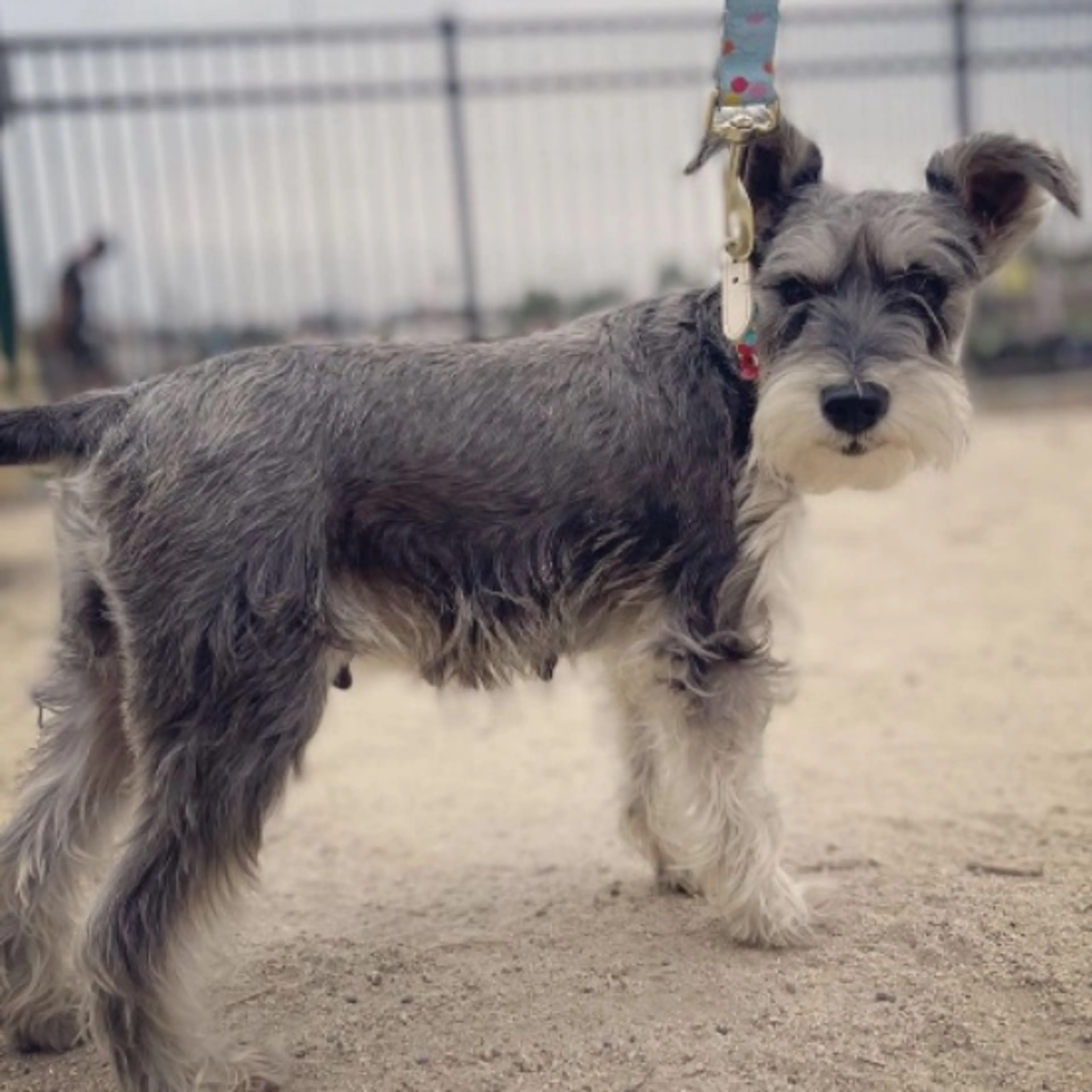 Lost pet