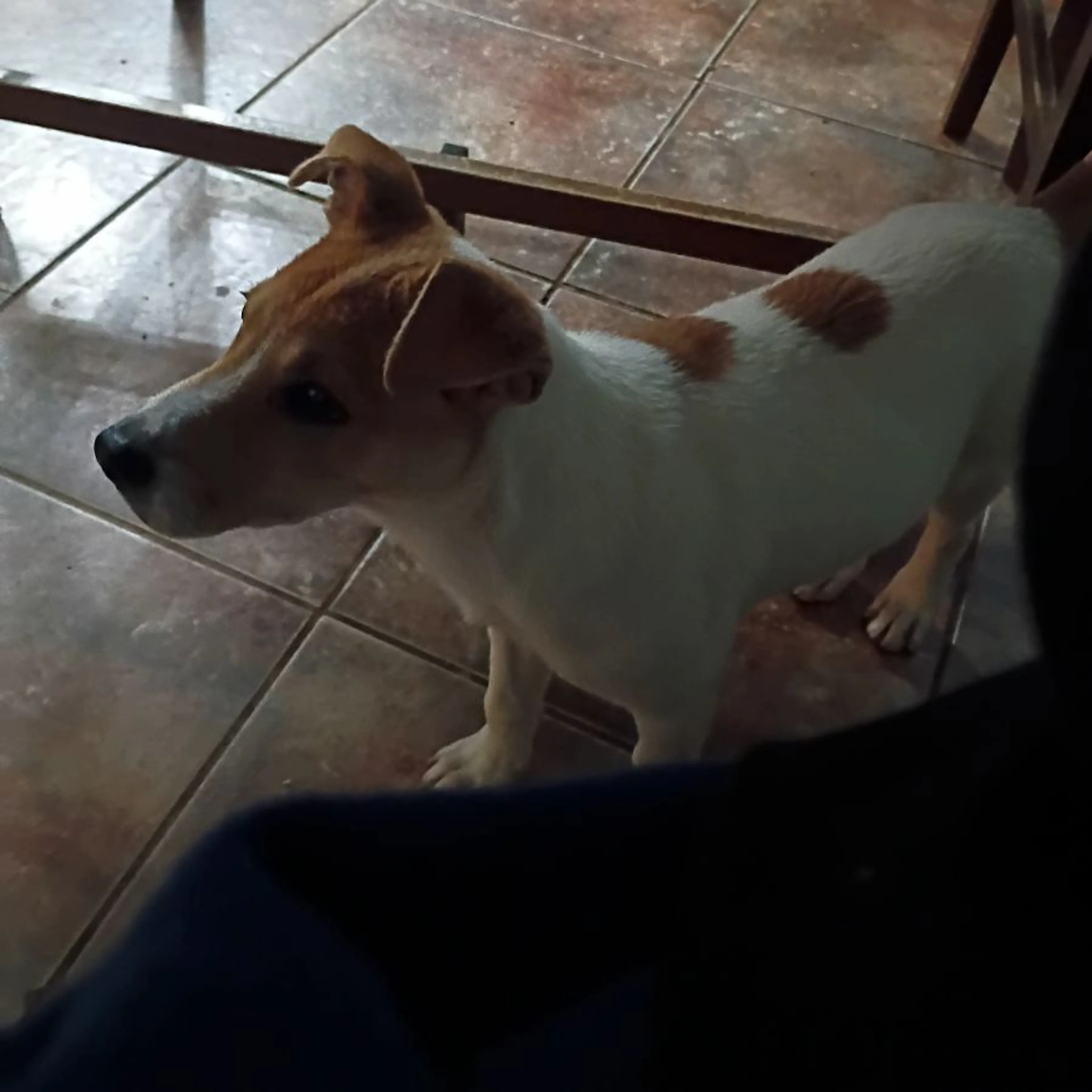Found pet