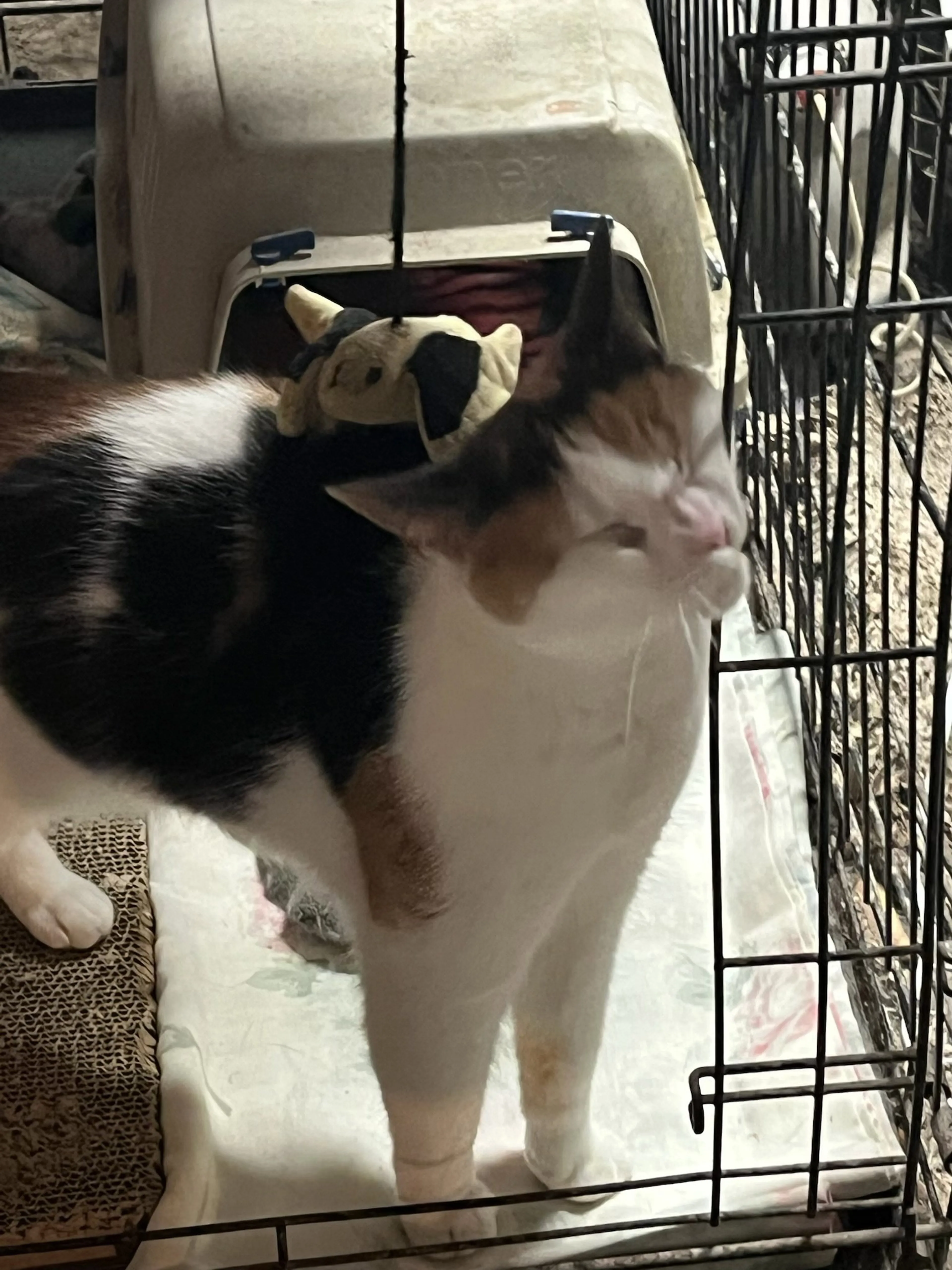 Found pet-3