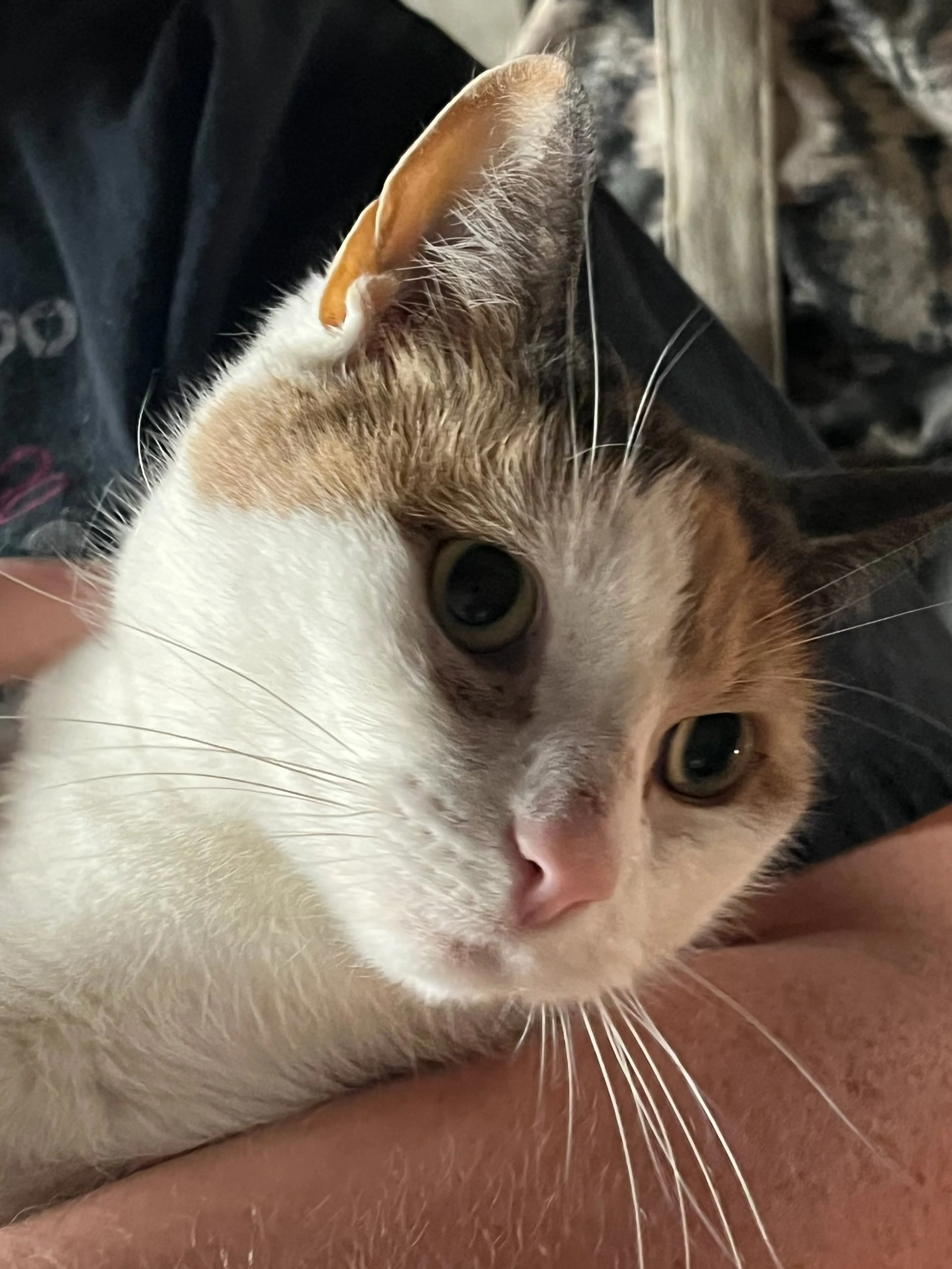 Found pet-0