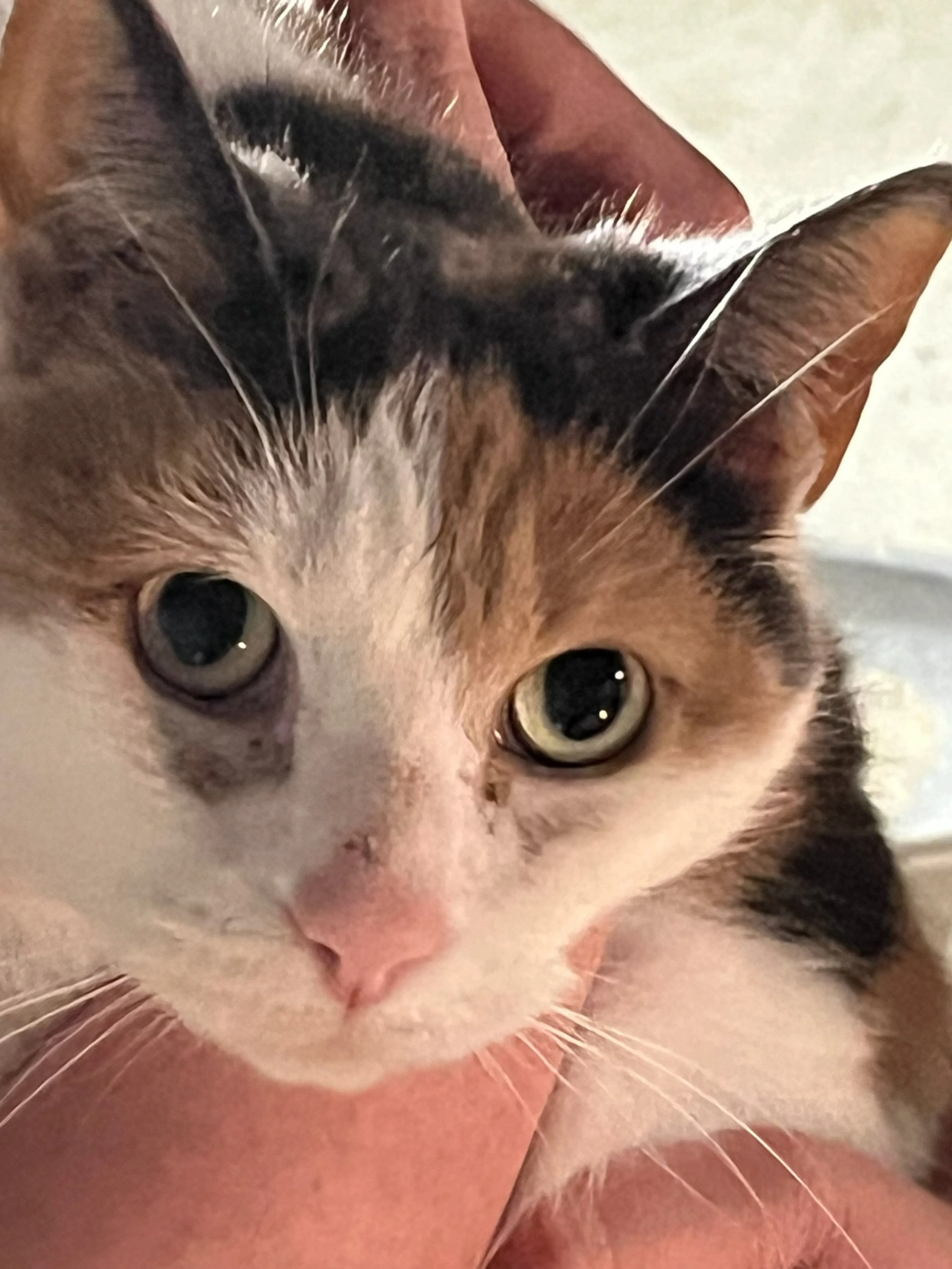 Found pet-4