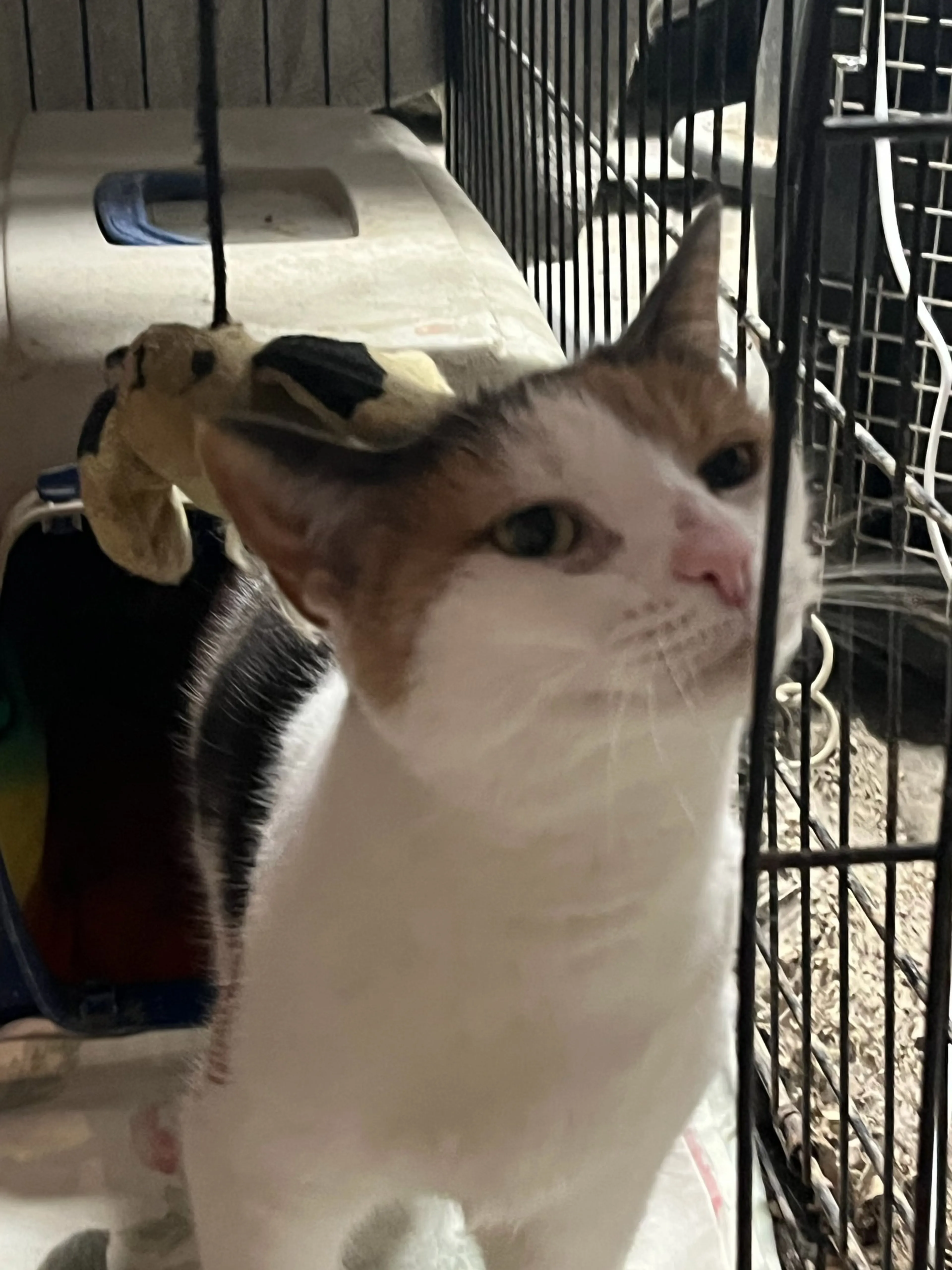 Found pet-2