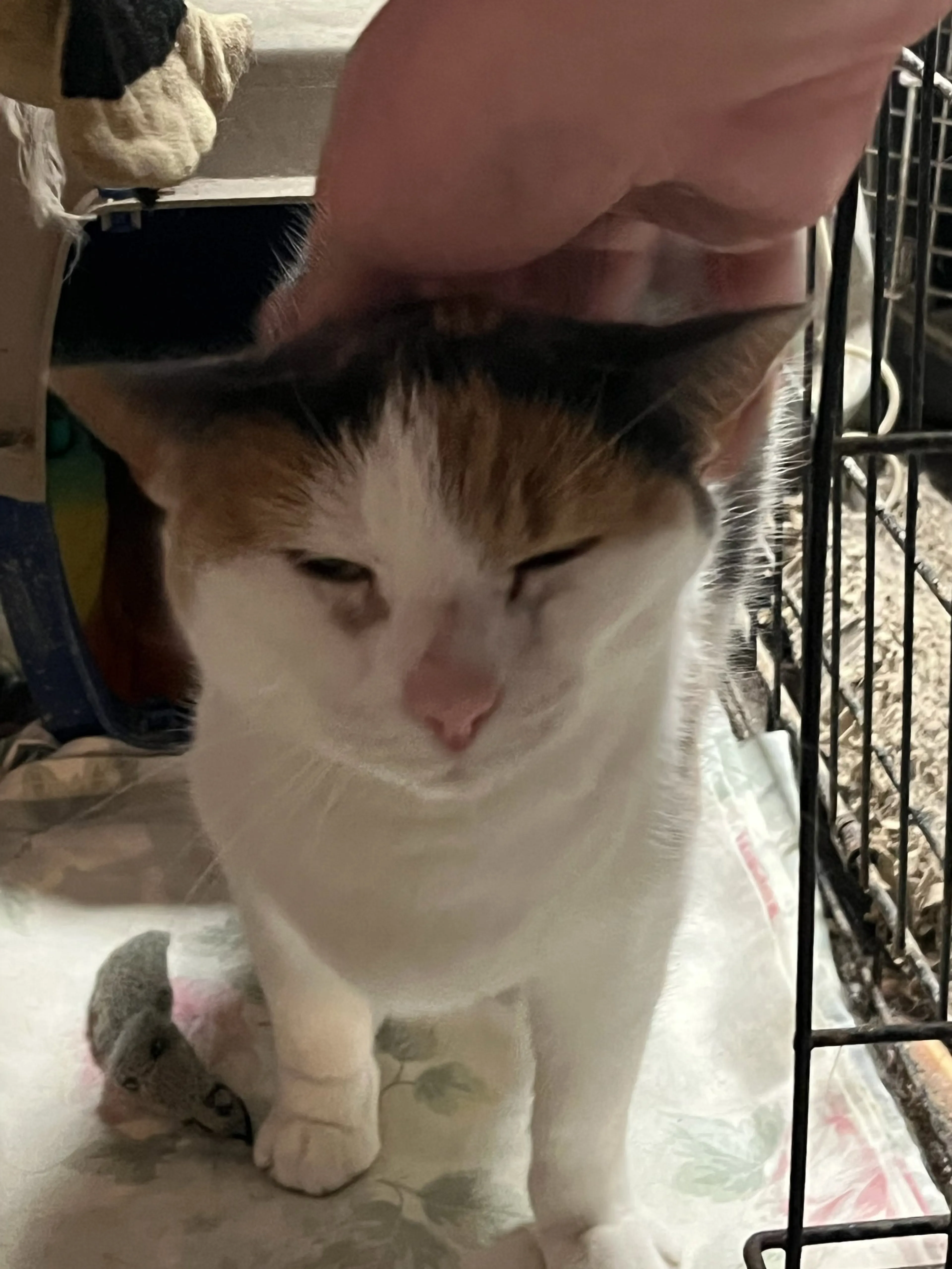Found pet-1