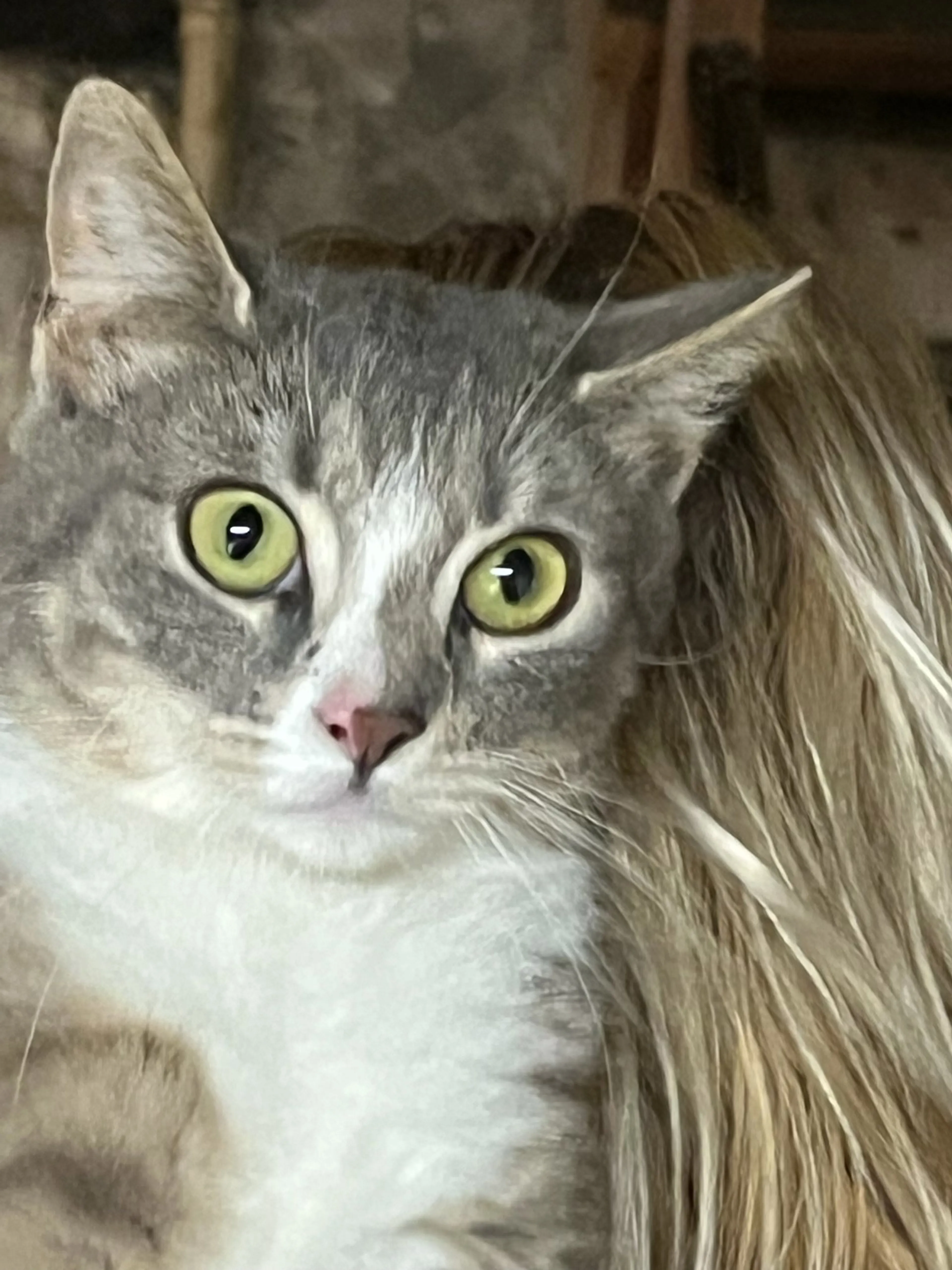 Found pet-1