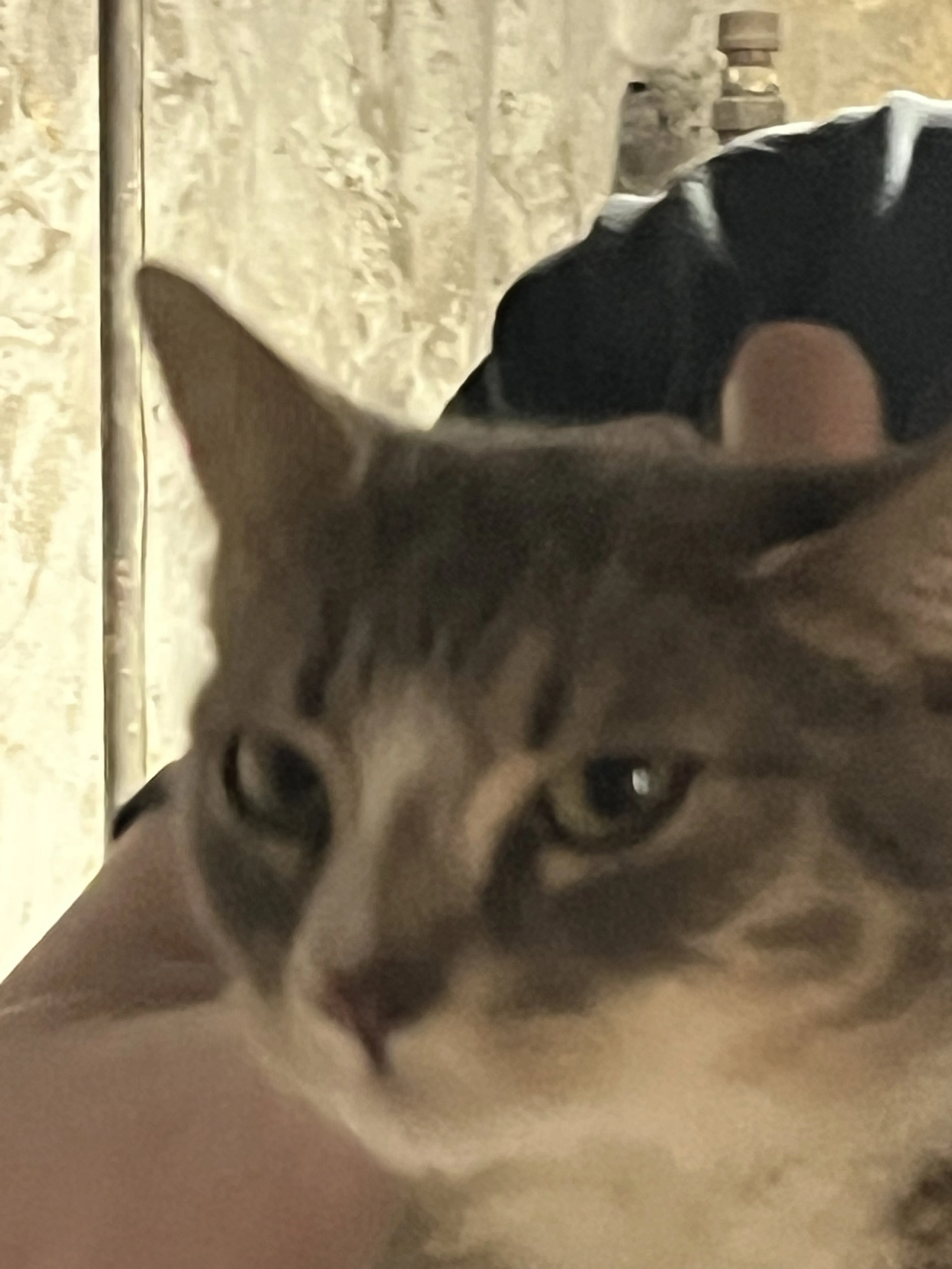 Found pet-2