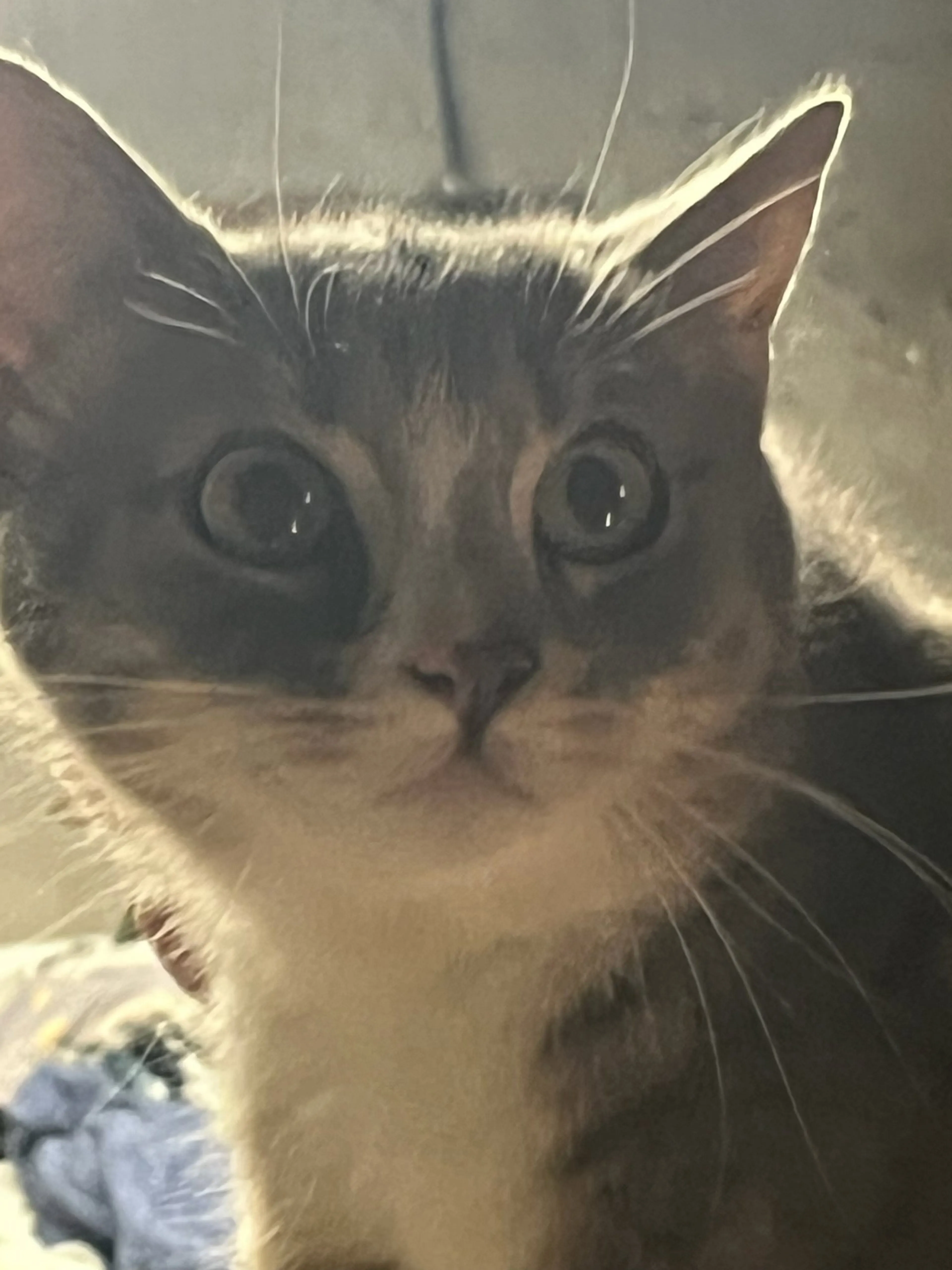 Found pet-0